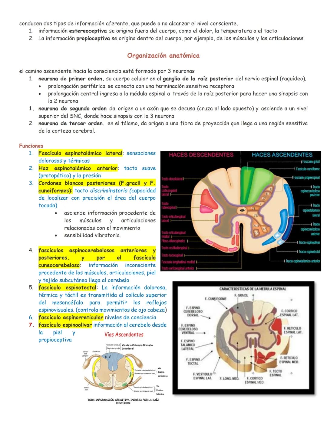 sistema nervioso central y periférico
SNC
El SNC y el sistema endocrino controlan las
funciones del cuerpo.
compuesto por células especia