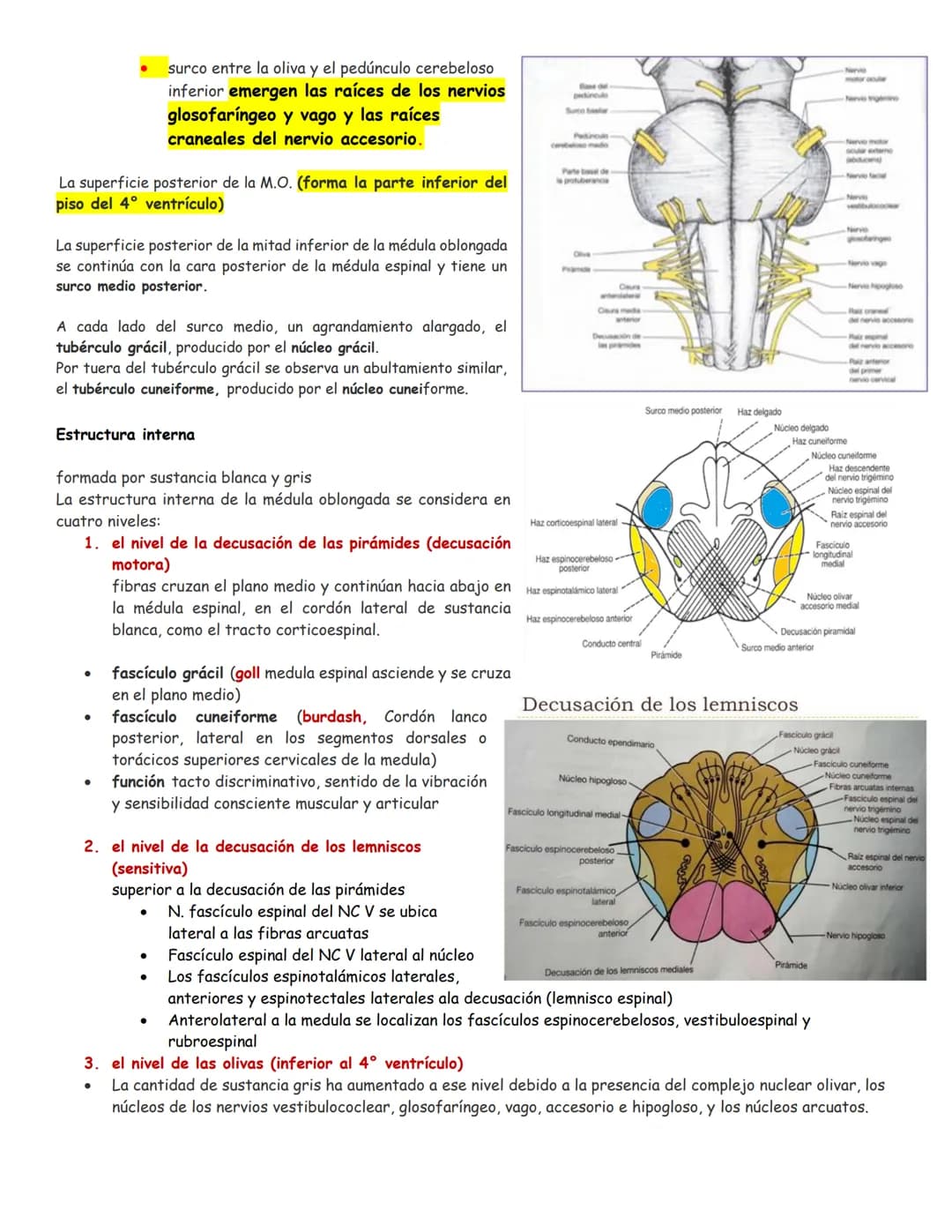 sistema nervioso central y periférico
SNC
El SNC y el sistema endocrino controlan las
funciones del cuerpo.
compuesto por células especia