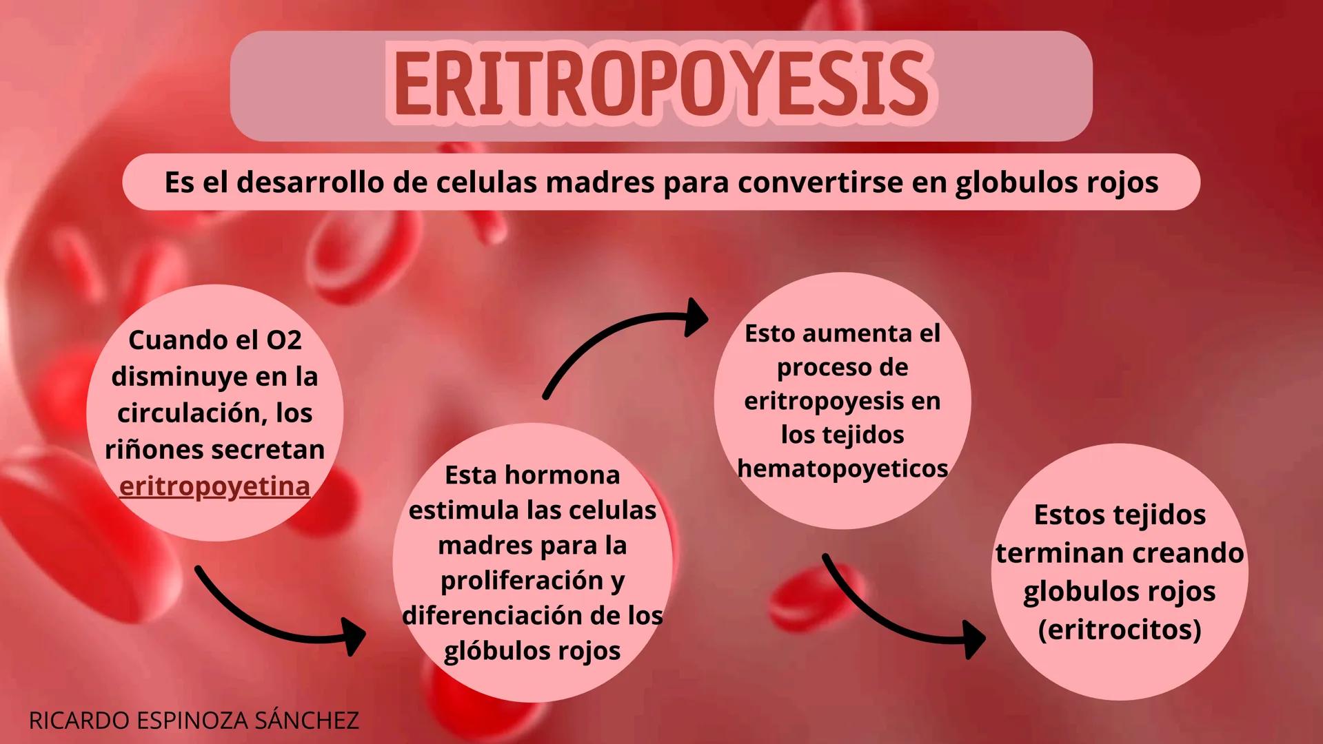# HEMATOPOYESIS
EQUIPO #3 # Chelssy Janeth Cisneros Rodriguez
¿Qué es la
Hematopoyesis? Chelssy Janeth Cisneros Rodriguez
¿Qué es la Hema