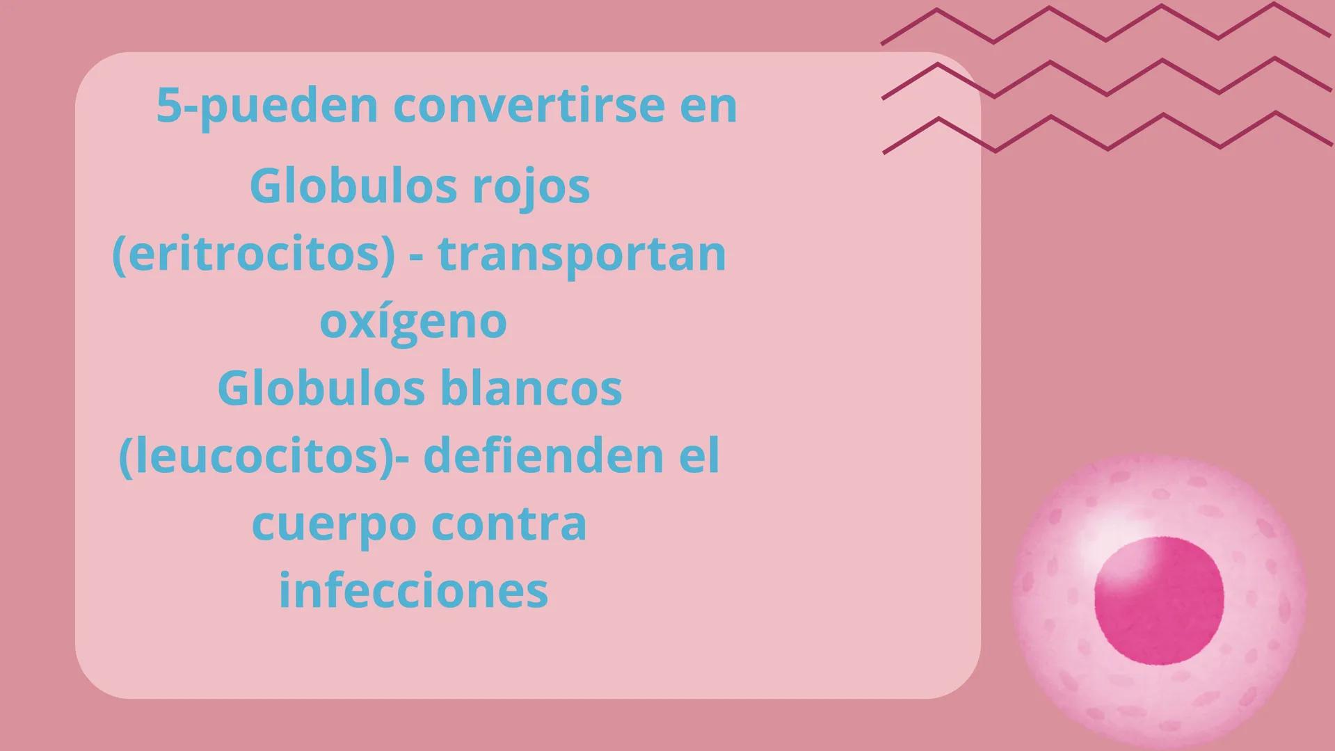 # HEMATOPOYESIS
EQUIPO #3 # Chelssy Janeth Cisneros Rodriguez
¿Qué es la
Hematopoyesis? Chelssy Janeth Cisneros Rodriguez
¿Qué es la Hema