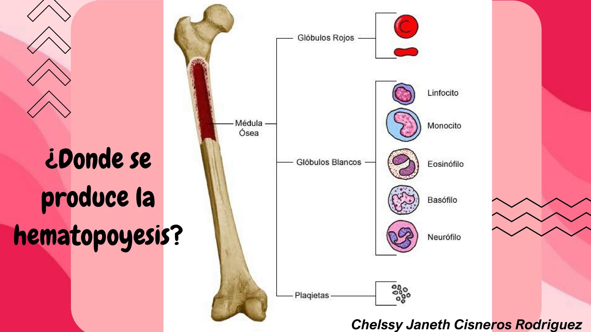 # HEMATOPOYESIS
EQUIPO #3 # Chelssy Janeth Cisneros Rodriguez
¿Qué es la
Hematopoyesis? Chelssy Janeth Cisneros Rodriguez
¿Qué es la Hema