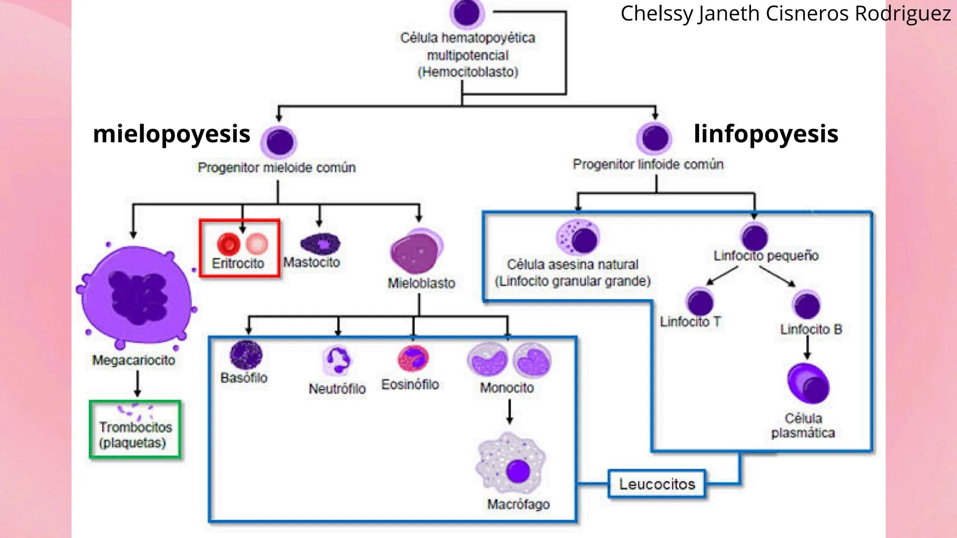 # HEMATOPOYESIS
EQUIPO #3 # Chelssy Janeth Cisneros Rodriguez
¿Qué es la
Hematopoyesis? Chelssy Janeth Cisneros Rodriguez
¿Qué es la Hema