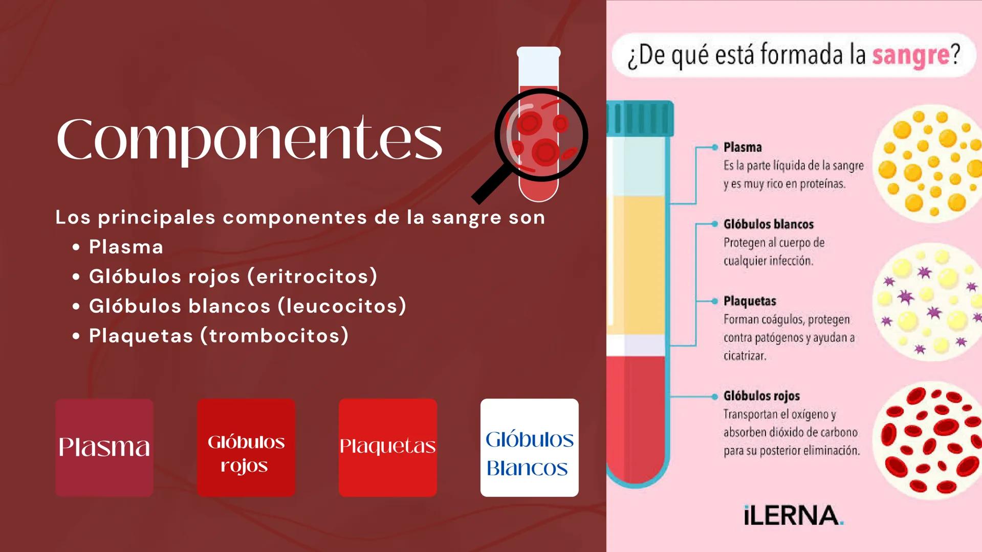 # Sangre
EQUIPΟ ΝΟ.2
INTEGRANTES
* ALMAZAN PUEBLA ANALUIZA.
* ARGUELLO ALVARADO EDUARDO.
* BALLINA VEGA LINETH ANAHI.
* CASTRO LEDEZMA MIGUE