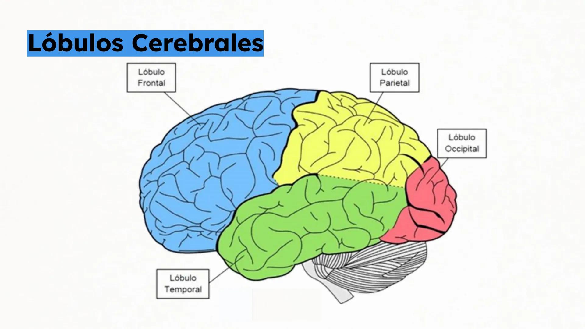 Sistema Nervioso Neurotransmisor responsable de la sinapsis
neuronal:
a) Mielina
b) Epinefrina
c) Acetilcolina # Clase:
Sistema Nervioso
#