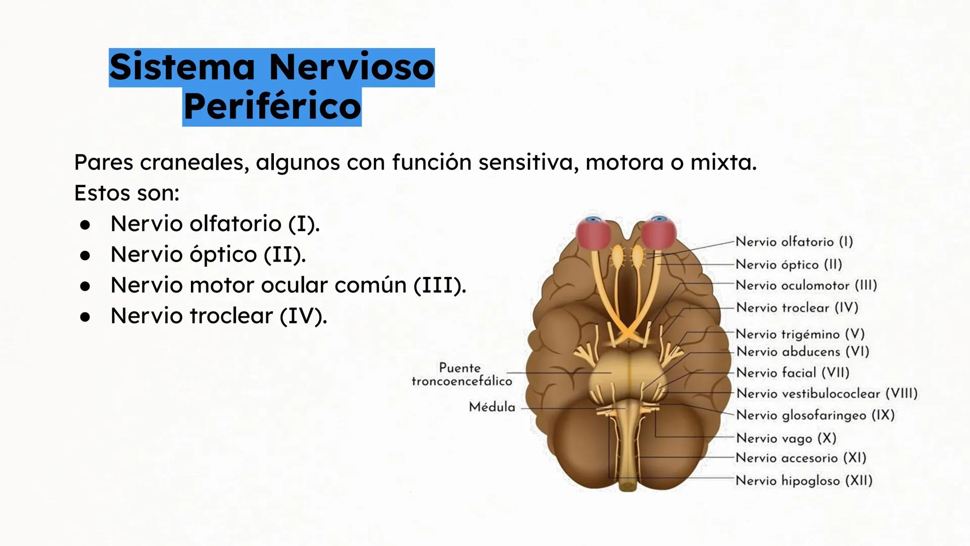 Sistema Nervioso Neurotransmisor responsable de la sinapsis
neuronal:
a) Mielina
b) Epinefrina
c) Acetilcolina # Clase:
Sistema Nervioso
#