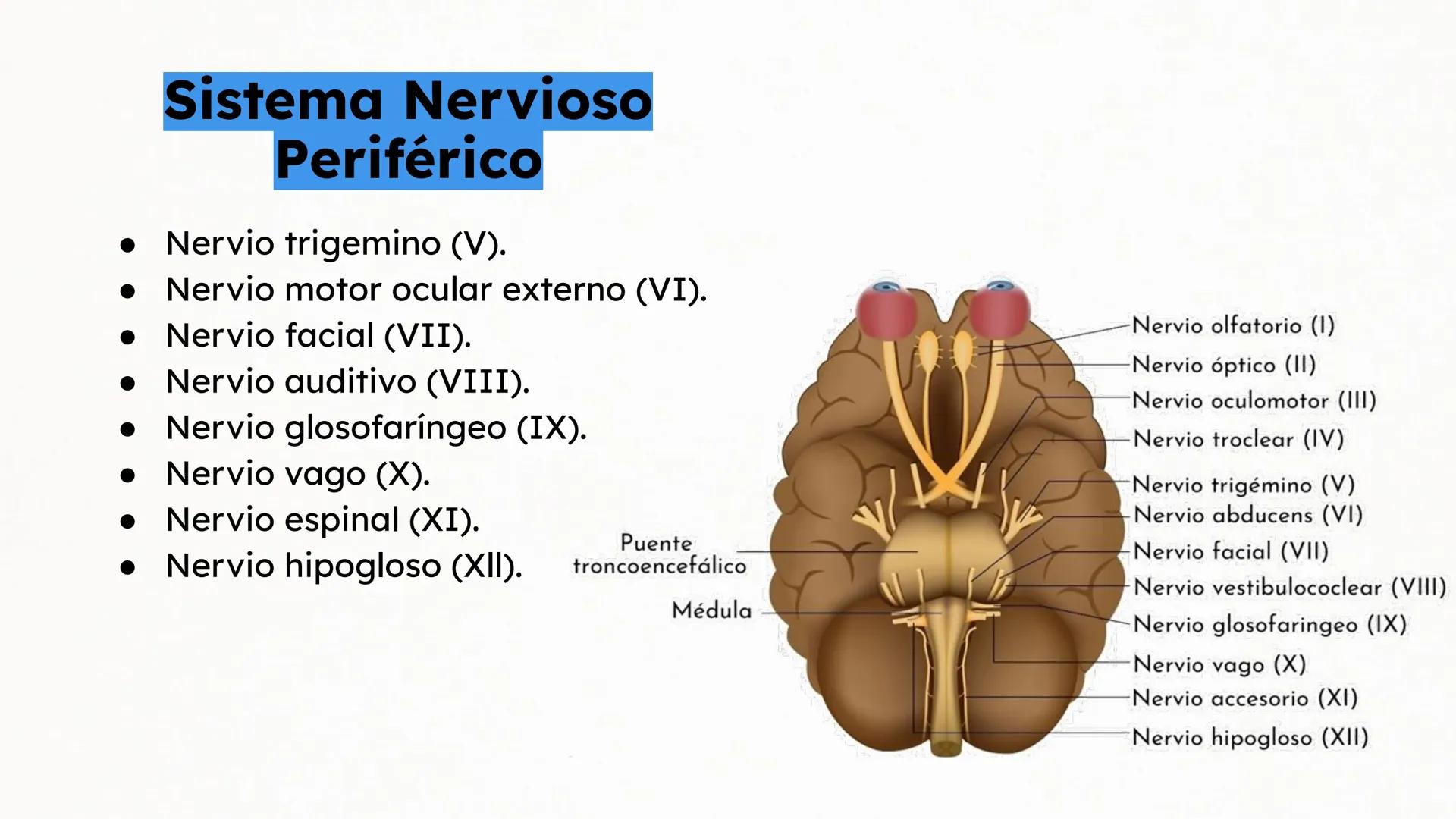 Sistema Nervioso Neurotransmisor responsable de la sinapsis
neuronal:
a) Mielina
b) Epinefrina
c) Acetilcolina # Clase:
Sistema Nervioso
#