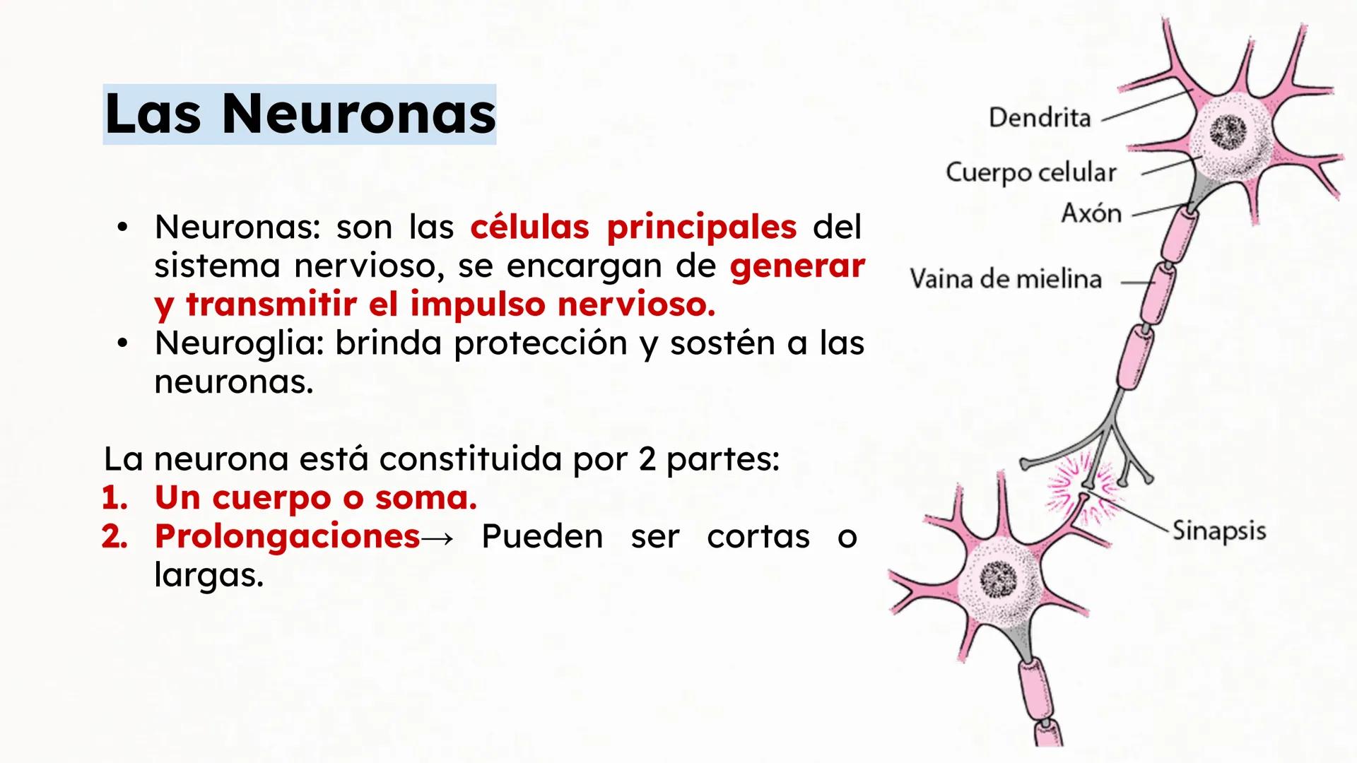 Sistema Nervioso Neurotransmisor responsable de la sinapsis
neuronal:
a) Mielina
b) Epinefrina
c) Acetilcolina # Clase:
Sistema Nervioso
#