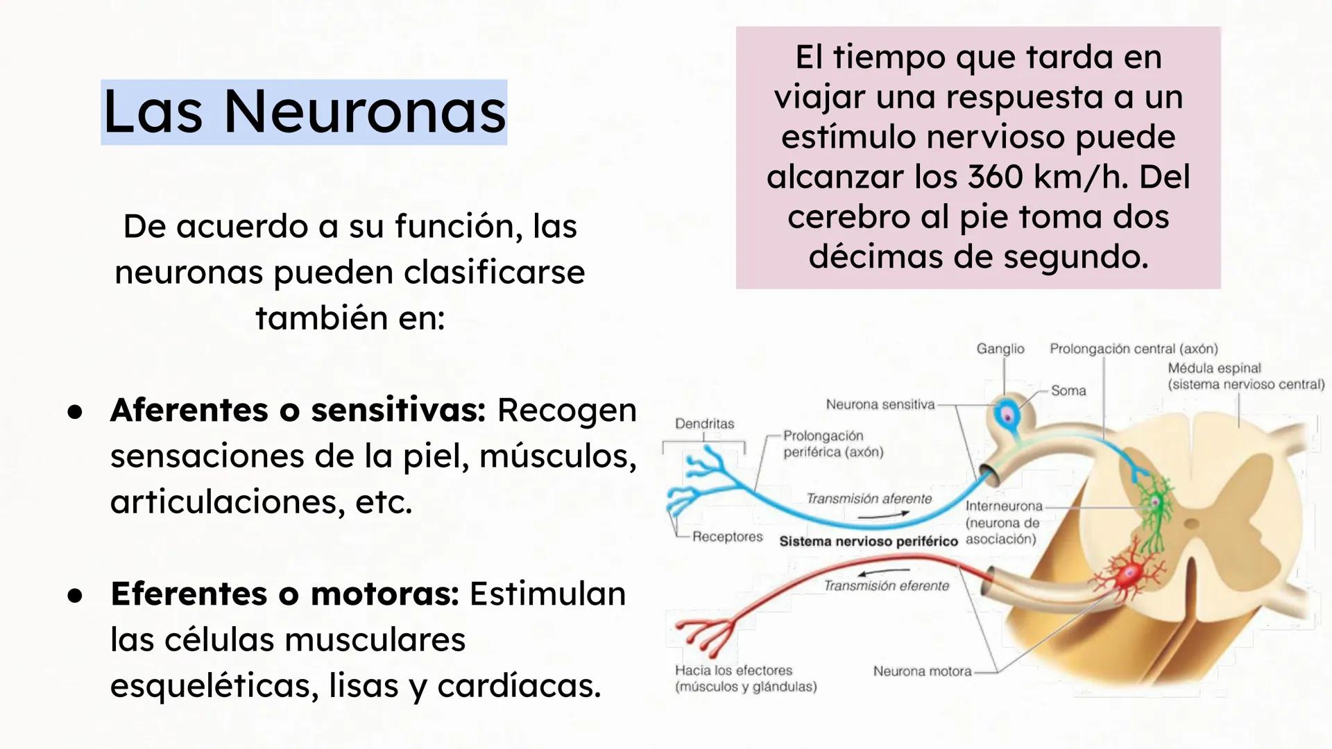 Sistema Nervioso Neurotransmisor responsable de la sinapsis
neuronal:
a) Mielina
b) Epinefrina
c) Acetilcolina # Clase:
Sistema Nervioso
#