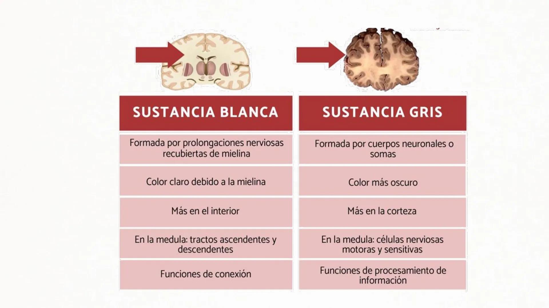 Sistema Nervioso Neurotransmisor responsable de la sinapsis
neuronal:
a) Mielina
b) Epinefrina
c) Acetilcolina # Clase:
Sistema Nervioso
#