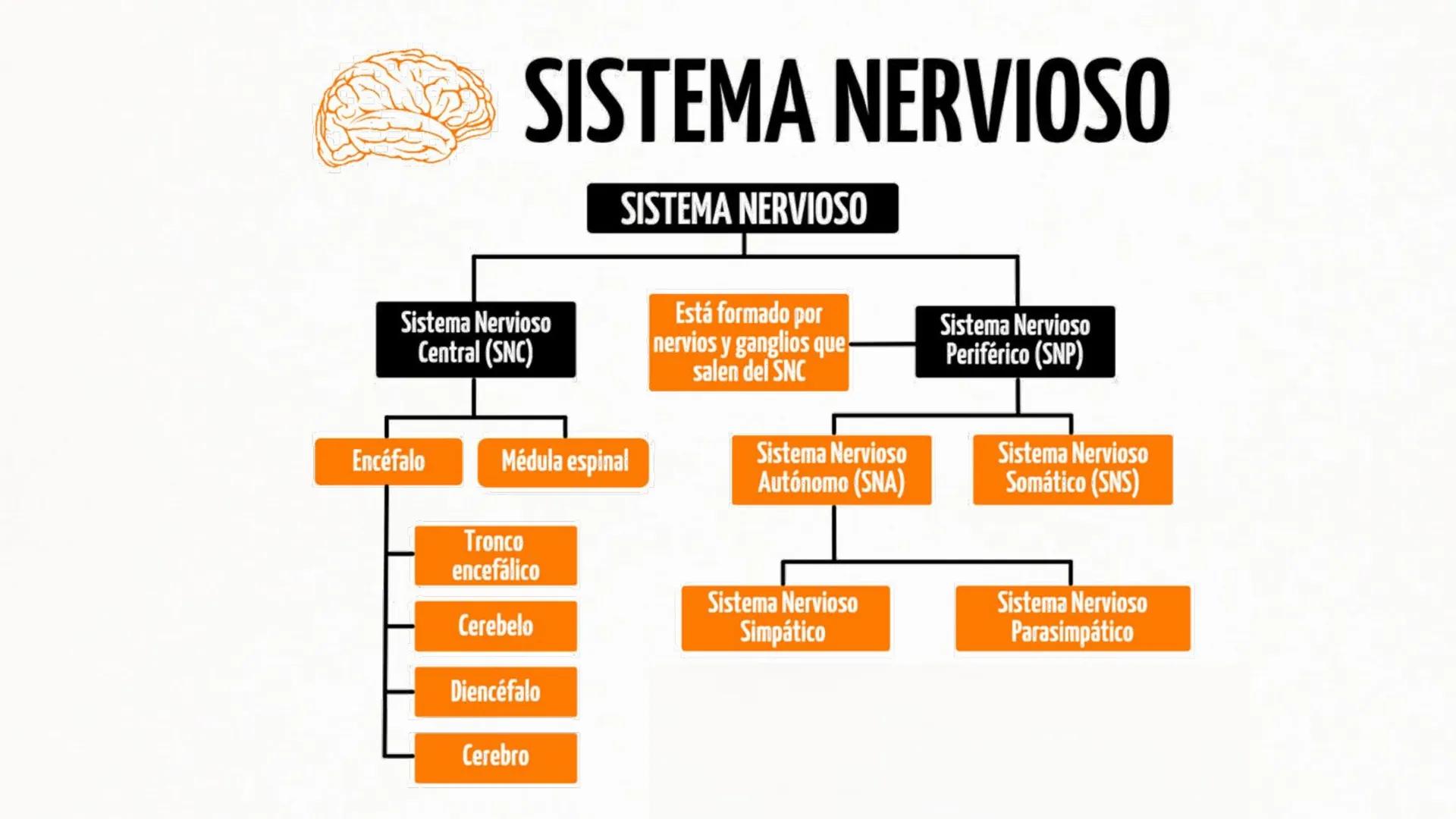 Sistema Nervioso Neurotransmisor responsable de la sinapsis
neuronal:
a) Mielina
b) Epinefrina
c) Acetilcolina # Clase:
Sistema Nervioso
#