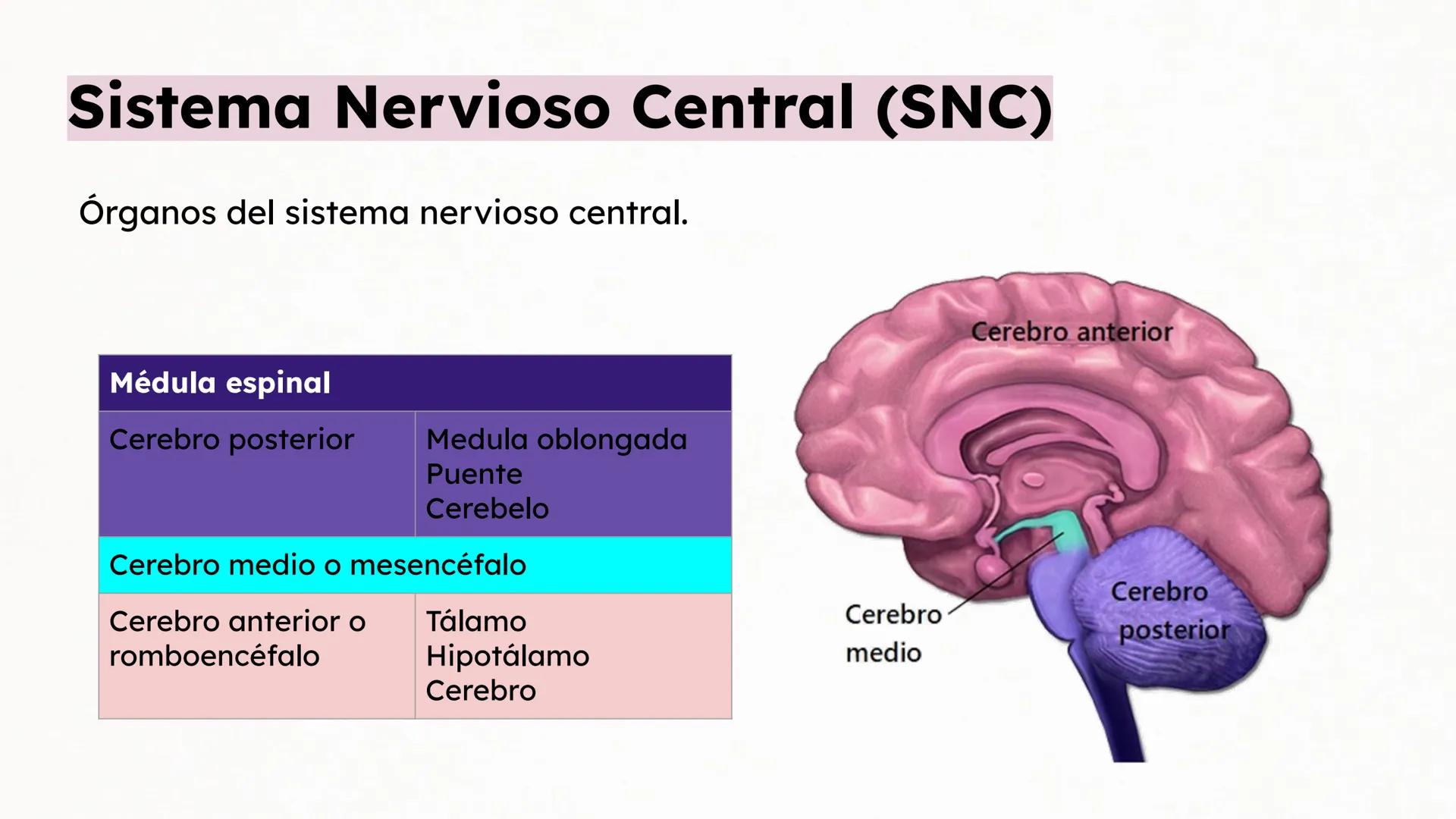 Sistema Nervioso Neurotransmisor responsable de la sinapsis
neuronal:
a) Mielina
b) Epinefrina
c) Acetilcolina # Clase:
Sistema Nervioso
#