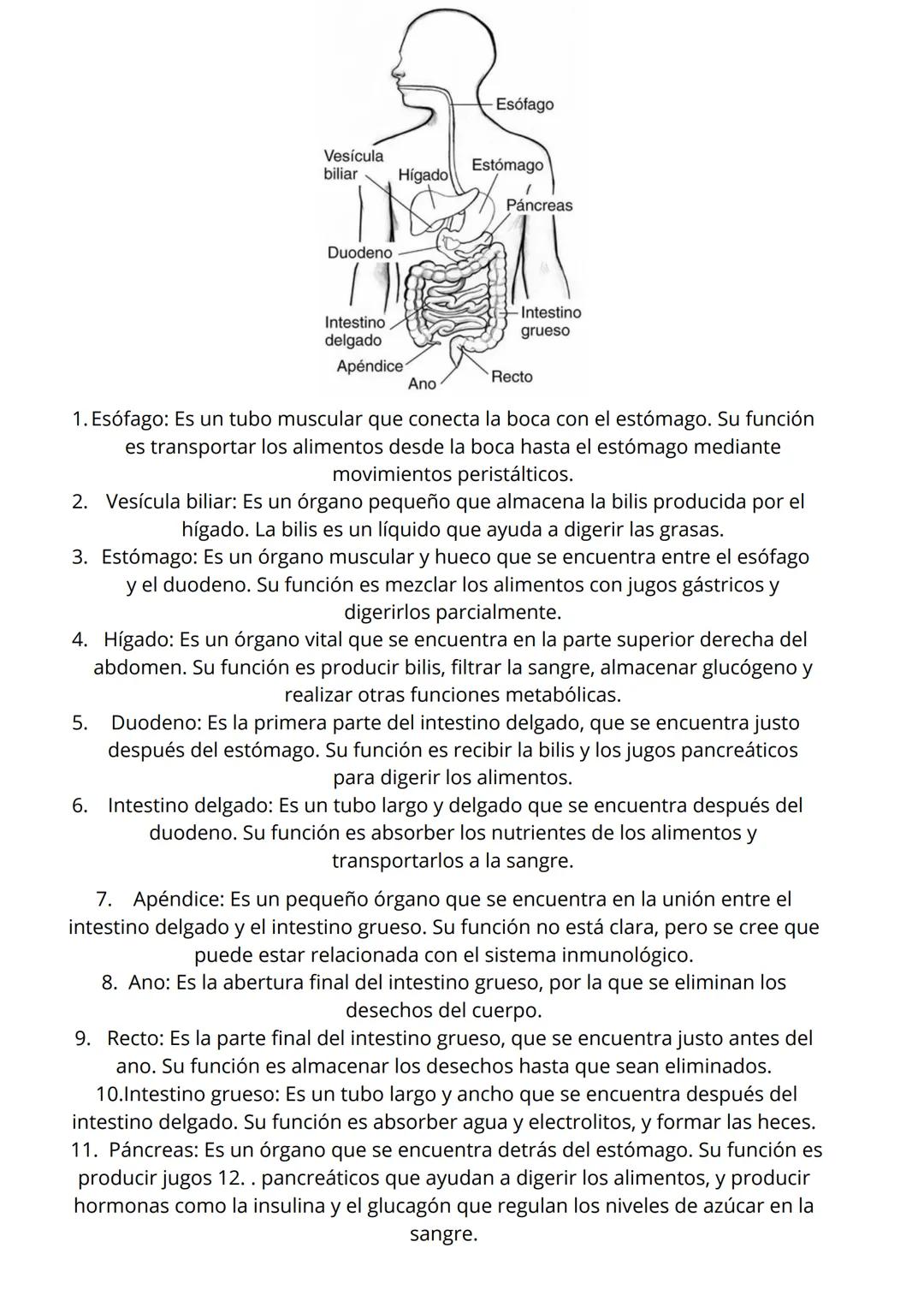 # Esófago
Vesícula
biliar
Hígado
Estómago
Páncreas
Duodeno
Intestino
delgado
Apéndice
Ano
- Intestino
grueso
Recto
1. Esófago: Es un tubo m