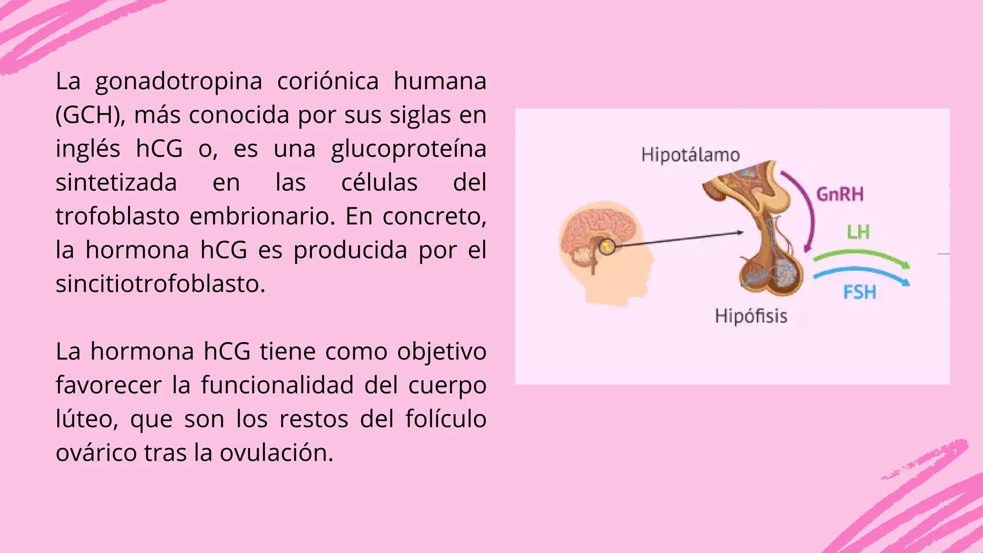 --- OCR Start ---
CAMBIOS EN EL
EMBARAZO
SIGNOS PRESUNTIVOS, PSICOLOGICOS, ULTRASONIDO Y PRUEBAS DE EMBARAZO
Obstetricia
--- OCR End --- # U
