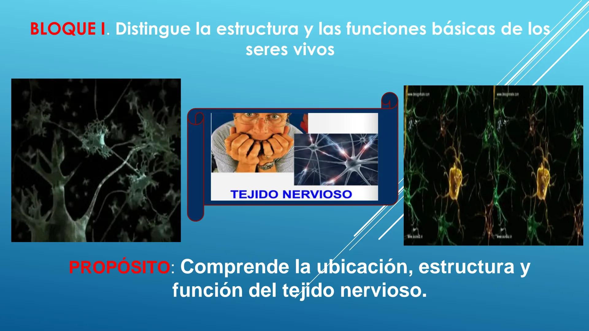 BLOQUE I. Distingue la estructura y las funciones básicas de los
seres vivos
TEJIDO NERVIOSO
Trend
PROPÓSITO: Comprende la ubicación, estruc