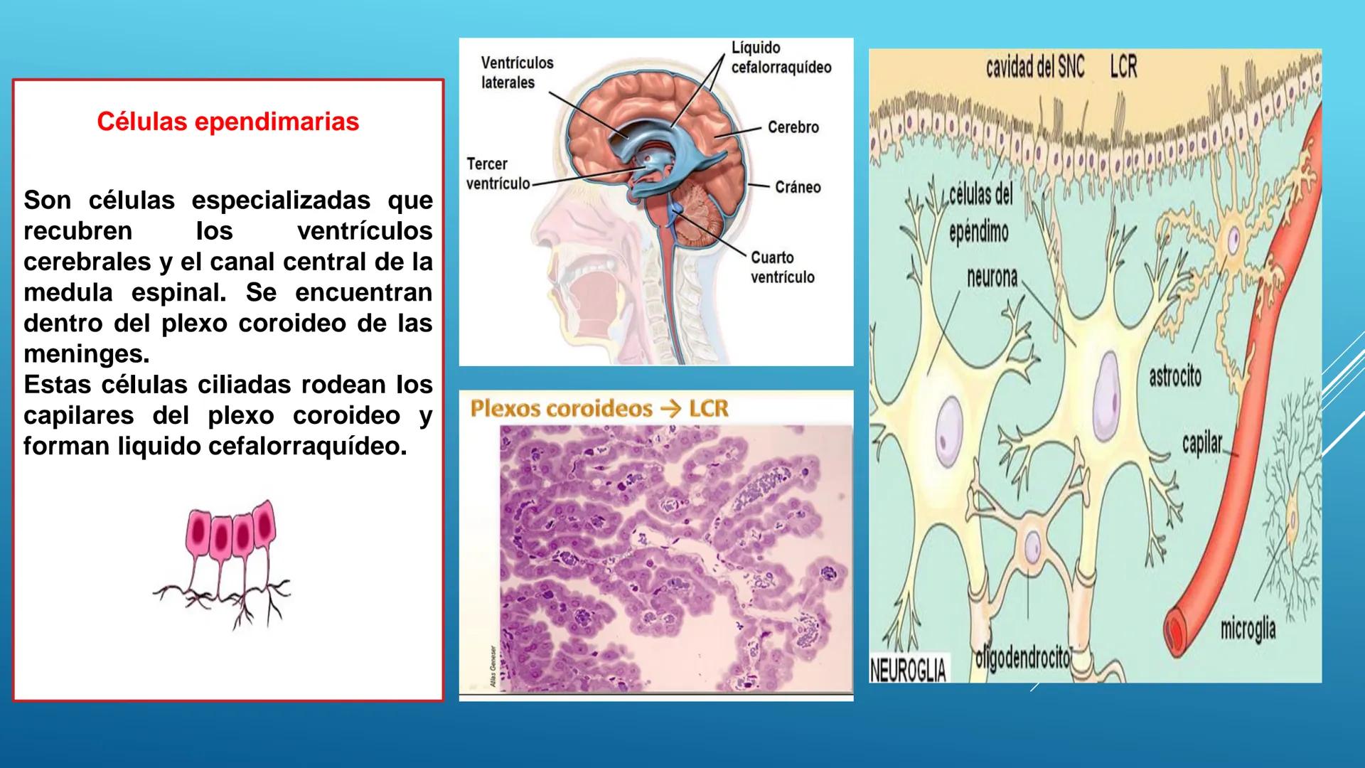 BLOQUE I. Distingue la estructura y las funciones básicas de los
seres vivos
TEJIDO NERVIOSO
Trend
PROPÓSITO: Comprende la ubicación, estruc