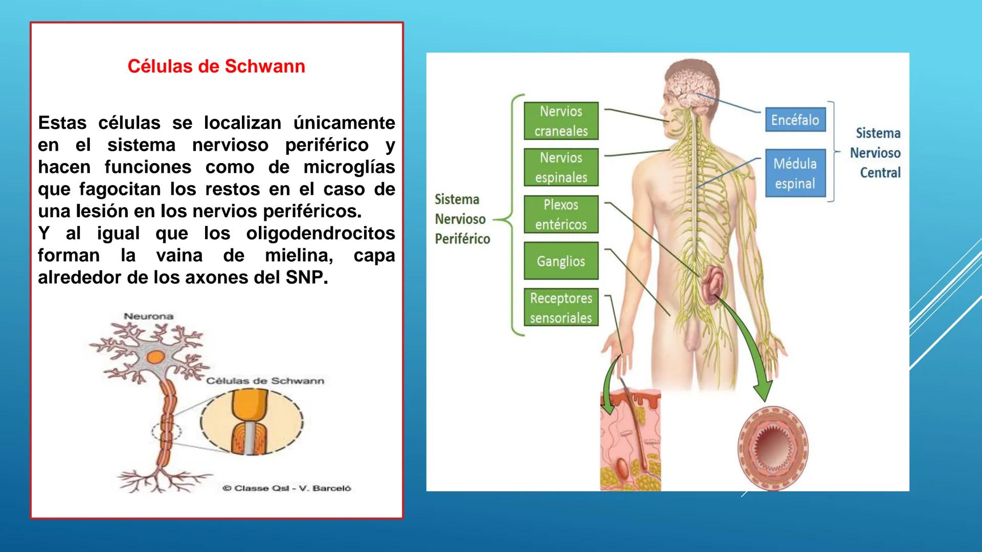 BLOQUE I. Distingue la estructura y las funciones básicas de los
seres vivos
TEJIDO NERVIOSO
Trend
PROPÓSITO: Comprende la ubicación, estruc