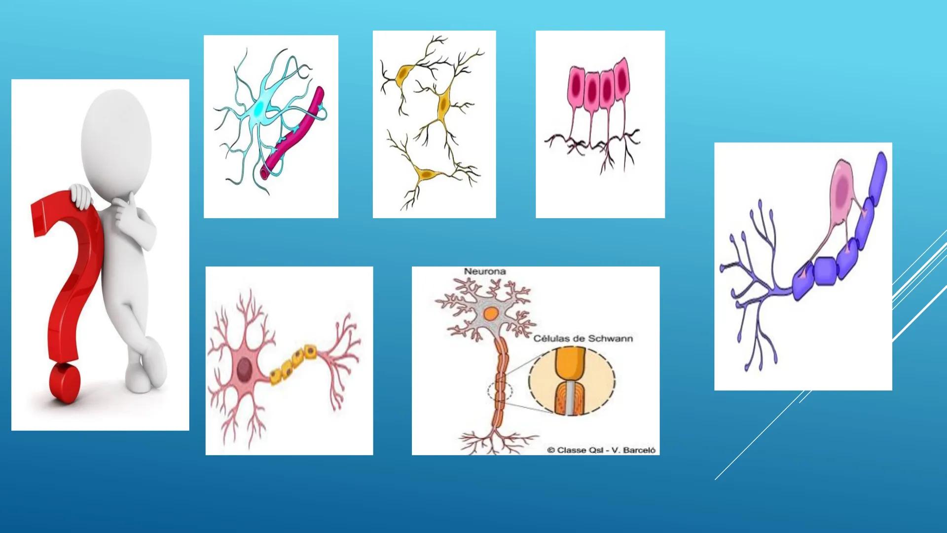 BLOQUE I. Distingue la estructura y las funciones básicas de los
seres vivos
TEJIDO NERVIOSO
Trend
PROPÓSITO: Comprende la ubicación, estruc