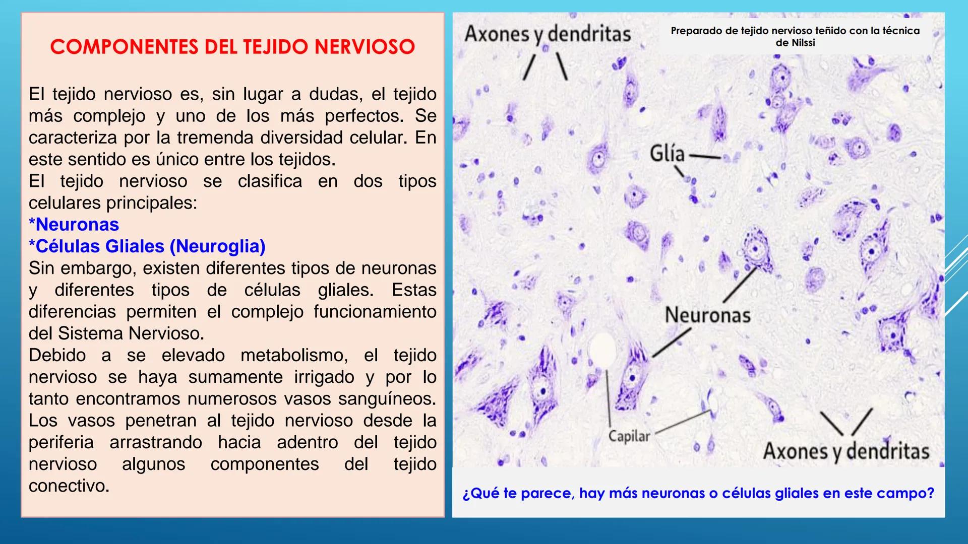 BLOQUE I. Distingue la estructura y las funciones básicas de los
seres vivos
TEJIDO NERVIOSO
Trend
PROPÓSITO: Comprende la ubicación, estruc