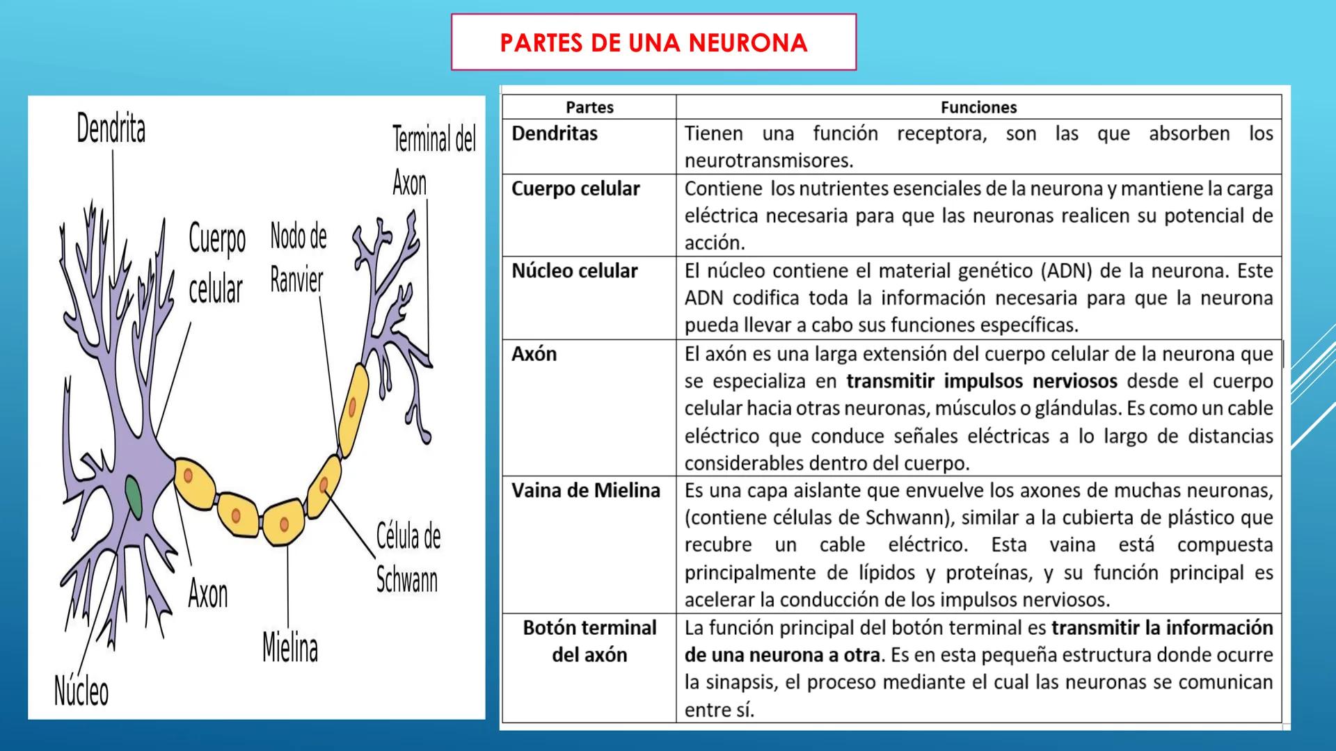 BLOQUE I. Distingue la estructura y las funciones básicas de los
seres vivos
TEJIDO NERVIOSO
Trend
PROPÓSITO: Comprende la ubicación, estruc