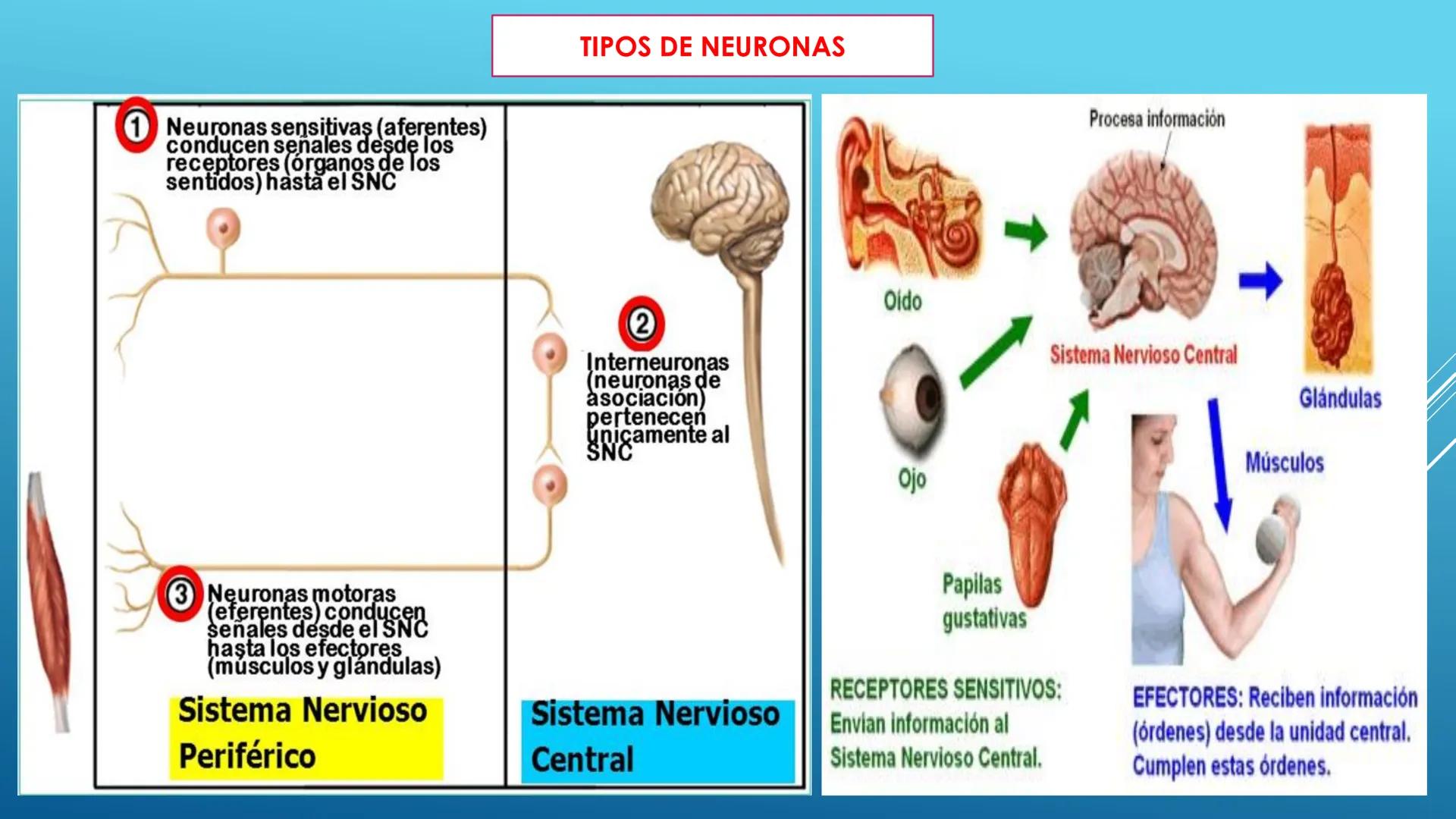 BLOQUE I. Distingue la estructura y las funciones básicas de los
seres vivos
TEJIDO NERVIOSO
Trend
PROPÓSITO: Comprende la ubicación, estruc