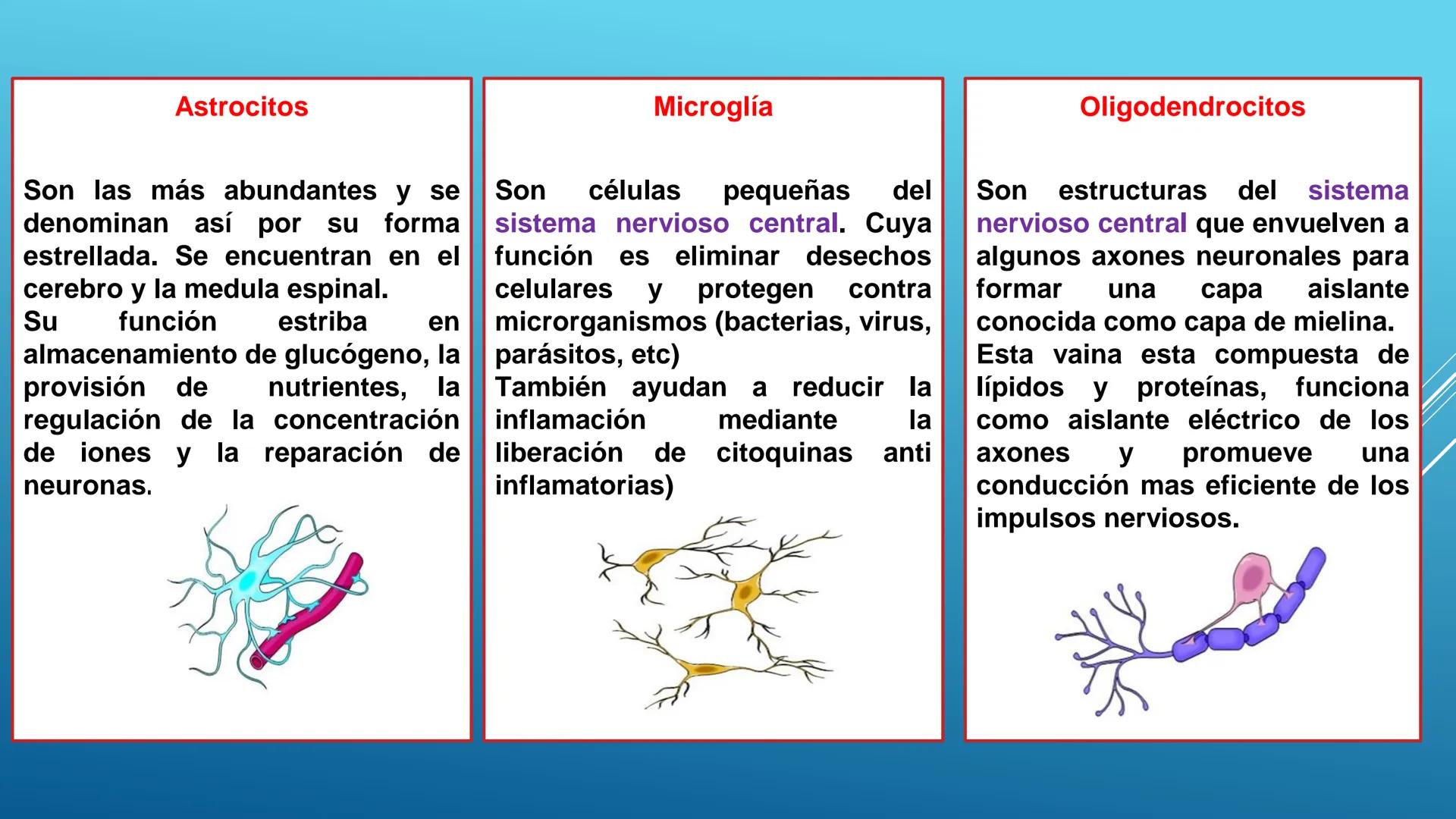 BLOQUE I. Distingue la estructura y las funciones básicas de los
seres vivos
TEJIDO NERVIOSO
Trend
PROPÓSITO: Comprende la ubicación, estruc