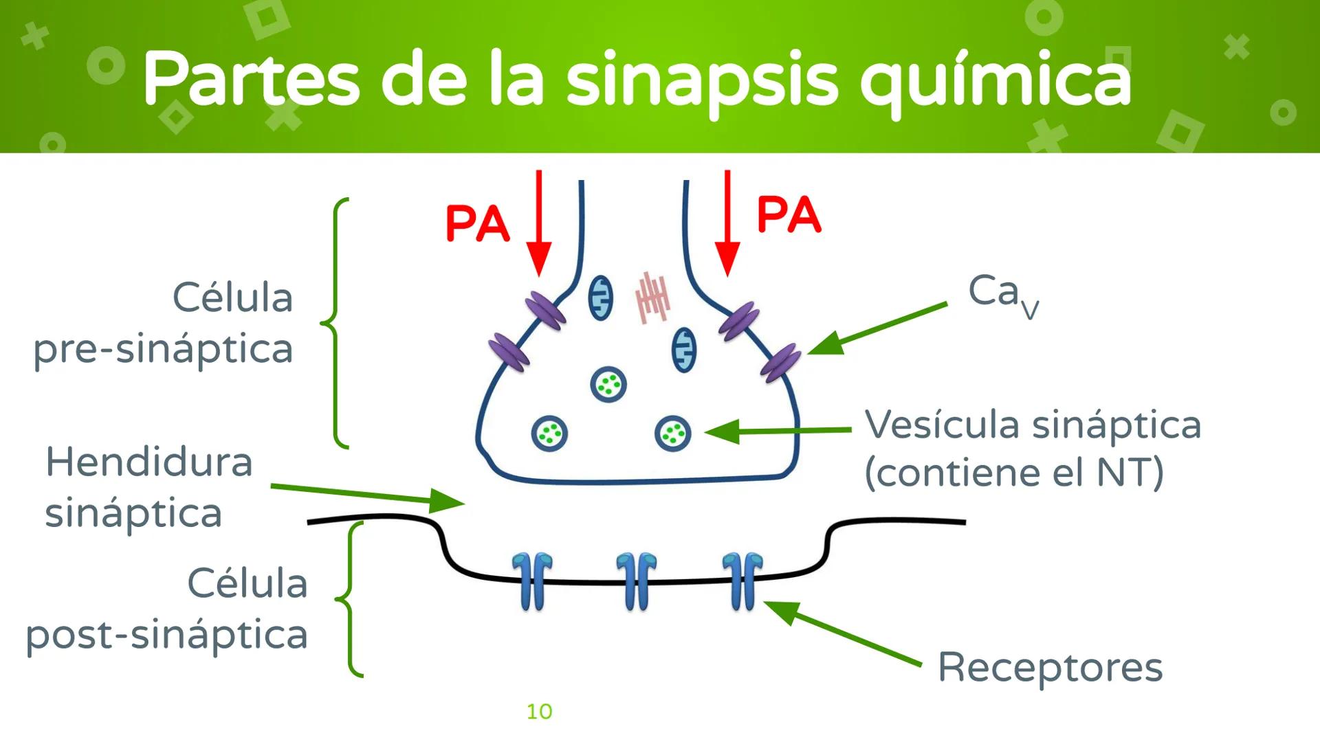 # 4. Sinapsis
Dra. Alejandra P. Díaz Loyo Esta presentación fue elaborada por AP Díaz Loyo y se
comparte exclusivamente para que los estudi