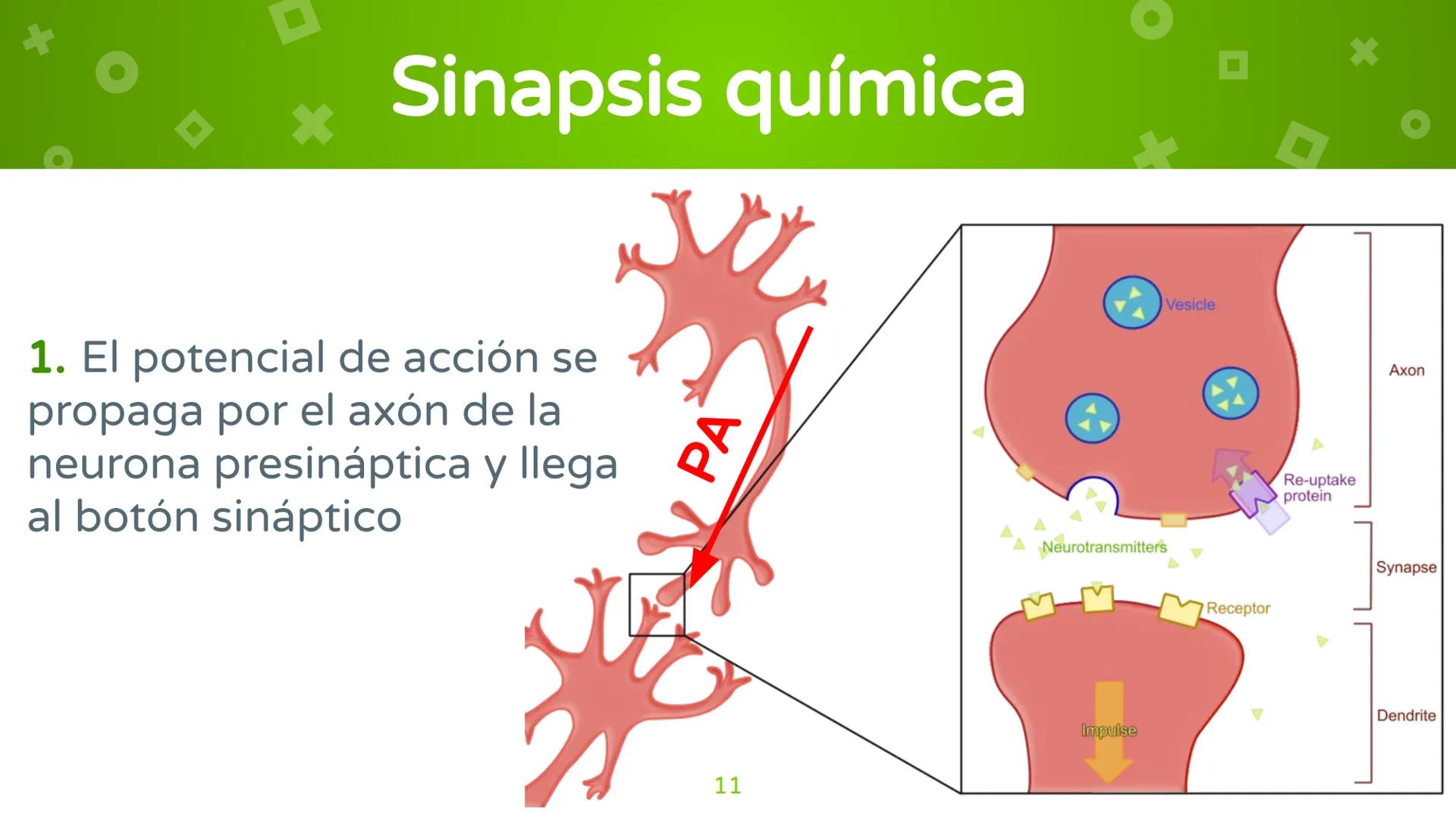 # 4. Sinapsis
Dra. Alejandra P. Díaz Loyo Esta presentación fue elaborada por AP Díaz Loyo y se
comparte exclusivamente para que los estudi