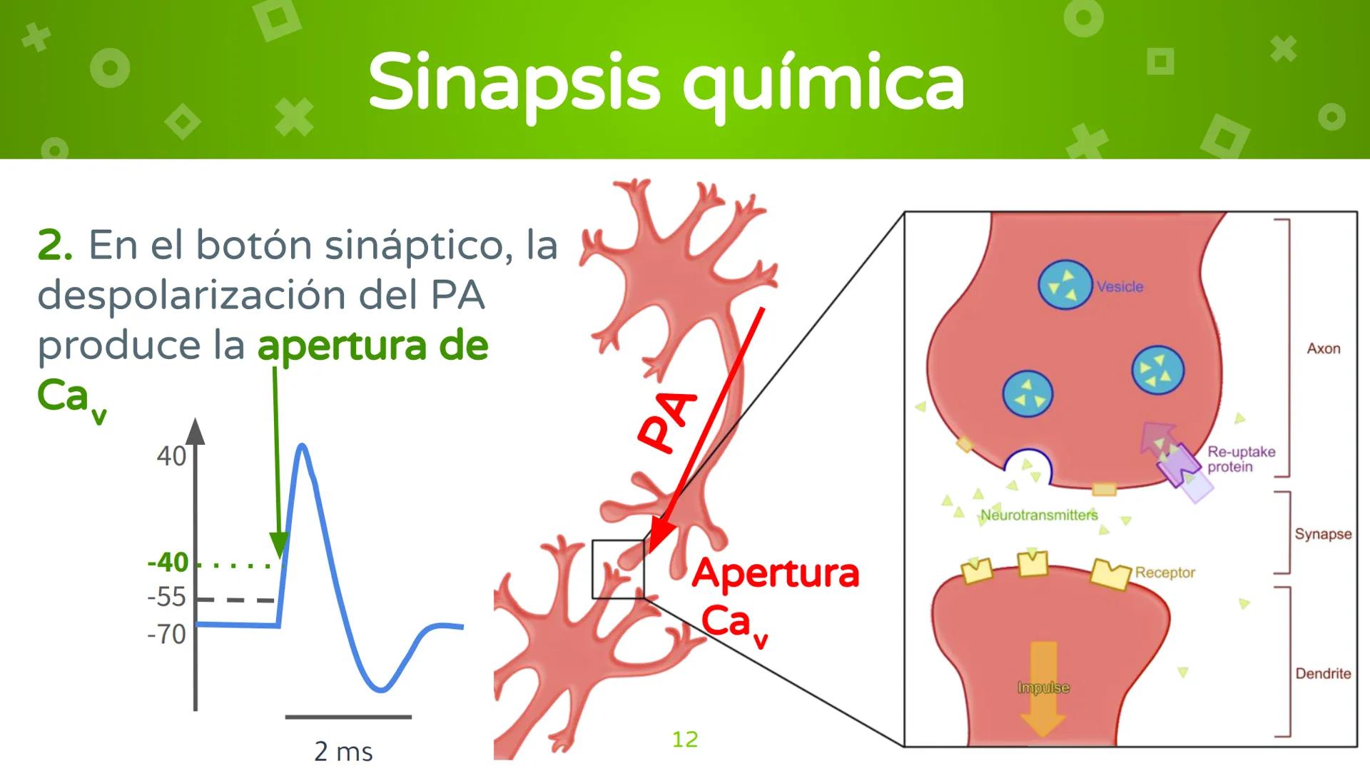 # 4. Sinapsis
Dra. Alejandra P. Díaz Loyo Esta presentación fue elaborada por AP Díaz Loyo y se
comparte exclusivamente para que los estudi