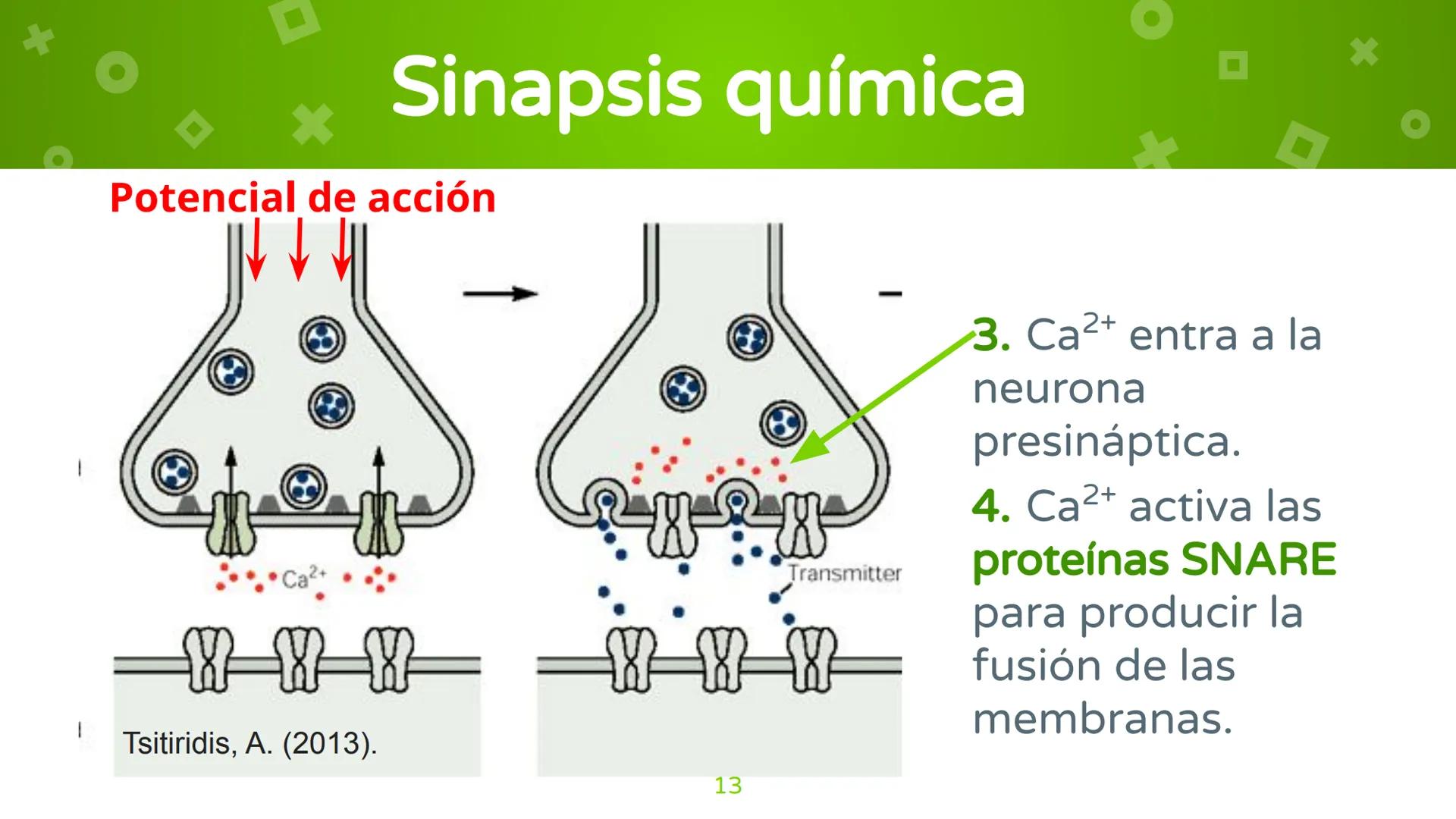 # 4. Sinapsis
Dra. Alejandra P. Díaz Loyo Esta presentación fue elaborada por AP Díaz Loyo y se
comparte exclusivamente para que los estudi