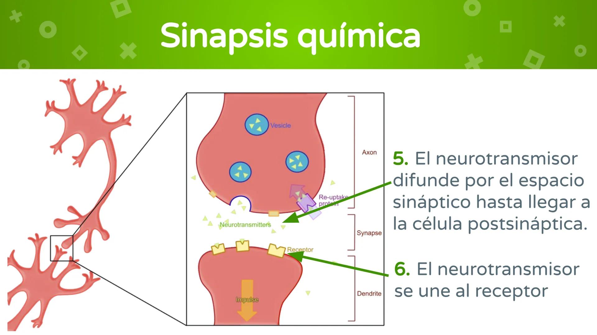 # 4. Sinapsis
Dra. Alejandra P. Díaz Loyo Esta presentación fue elaborada por AP Díaz Loyo y se
comparte exclusivamente para que los estudi