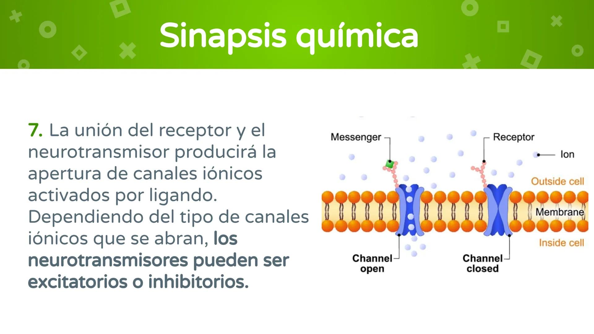 # 4. Sinapsis
Dra. Alejandra P. Díaz Loyo Esta presentación fue elaborada por AP Díaz Loyo y se
comparte exclusivamente para que los estudi