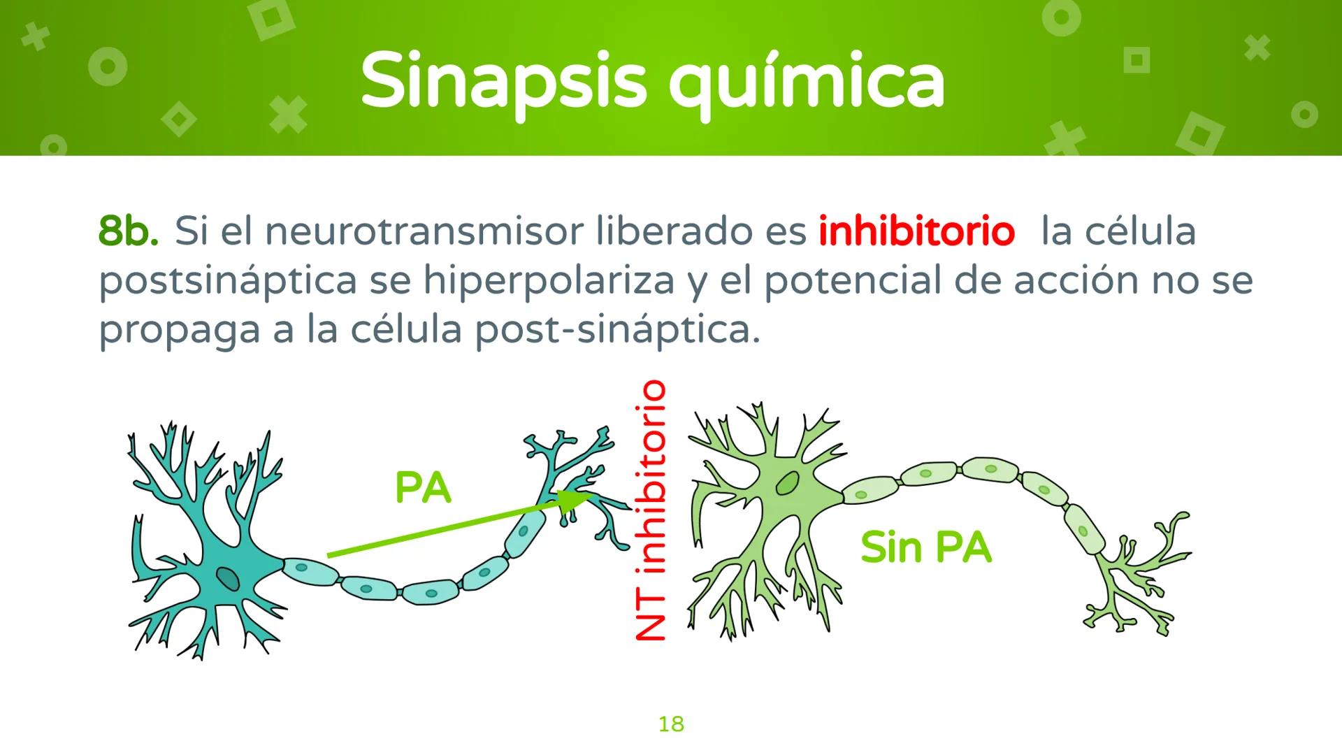 # 4. Sinapsis
Dra. Alejandra P. Díaz Loyo Esta presentación fue elaborada por AP Díaz Loyo y se
comparte exclusivamente para que los estudi