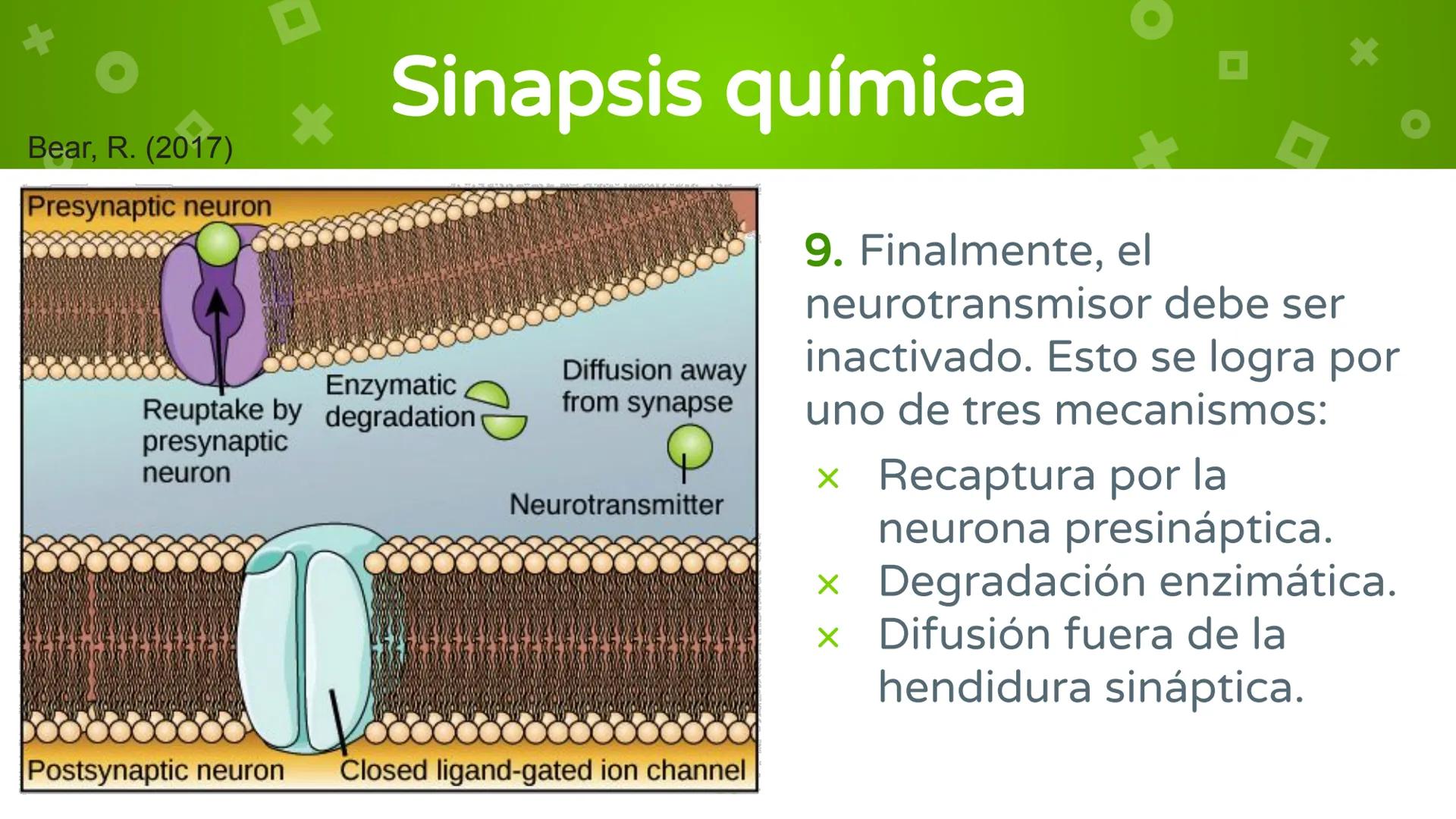 # 4. Sinapsis
Dra. Alejandra P. Díaz Loyo Esta presentación fue elaborada por AP Díaz Loyo y se
comparte exclusivamente para que los estudi