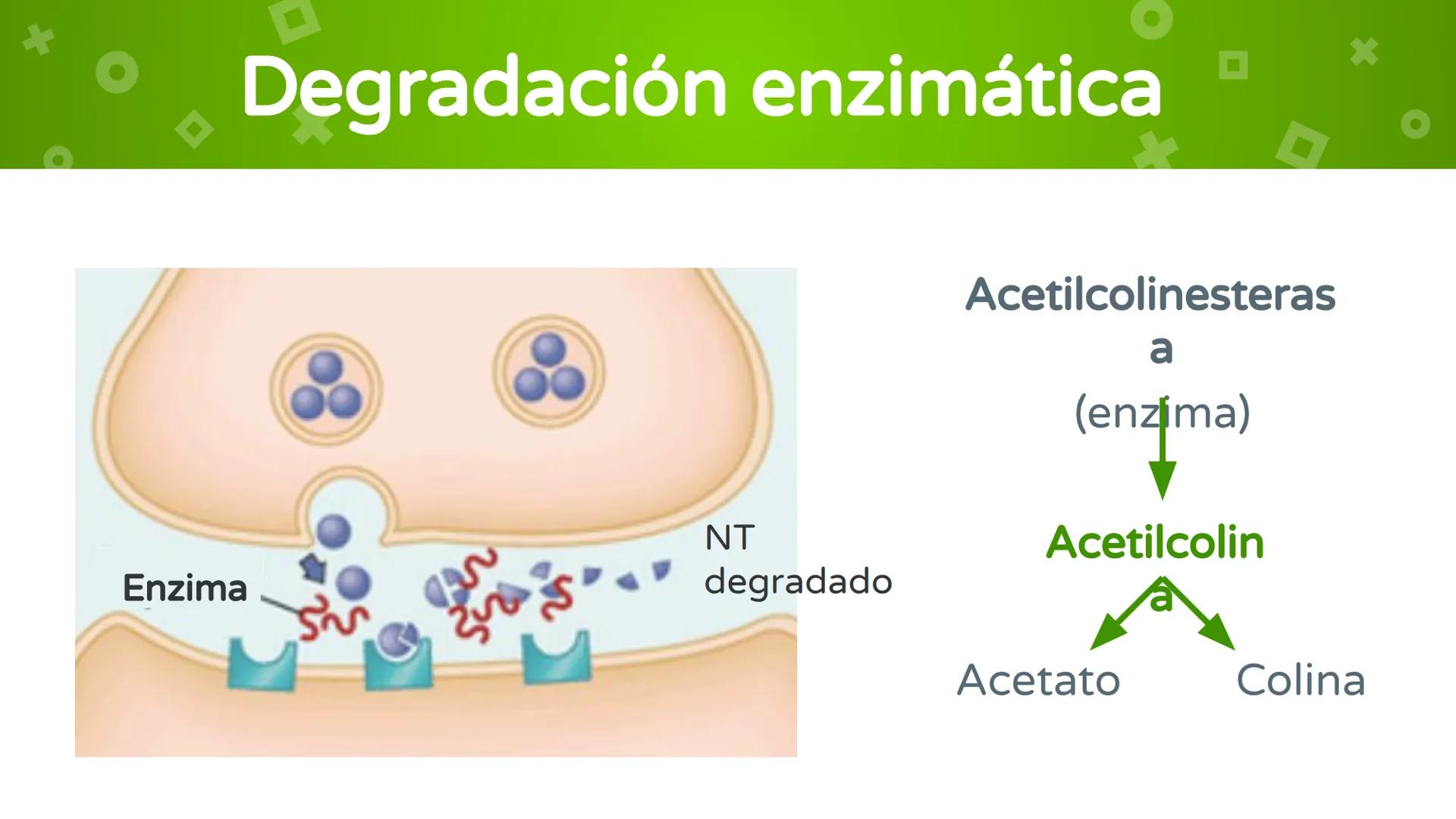 # 4. Sinapsis
Dra. Alejandra P. Díaz Loyo Esta presentación fue elaborada por AP Díaz Loyo y se
comparte exclusivamente para que los estudi