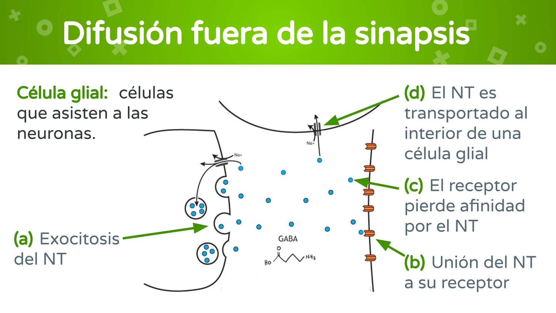 # 4. Sinapsis
Dra. Alejandra P. Díaz Loyo Esta presentación fue elaborada por AP Díaz Loyo y se
comparte exclusivamente para que los estudi