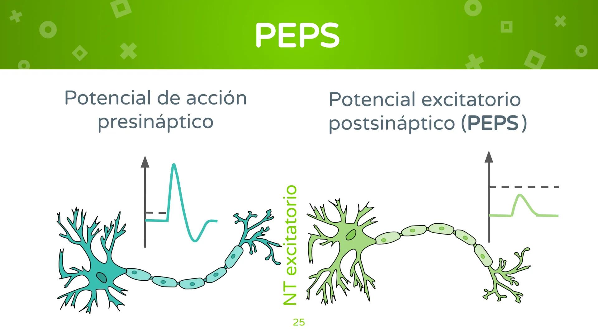 # 4. Sinapsis
Dra. Alejandra P. Díaz Loyo Esta presentación fue elaborada por AP Díaz Loyo y se
comparte exclusivamente para que los estudi
