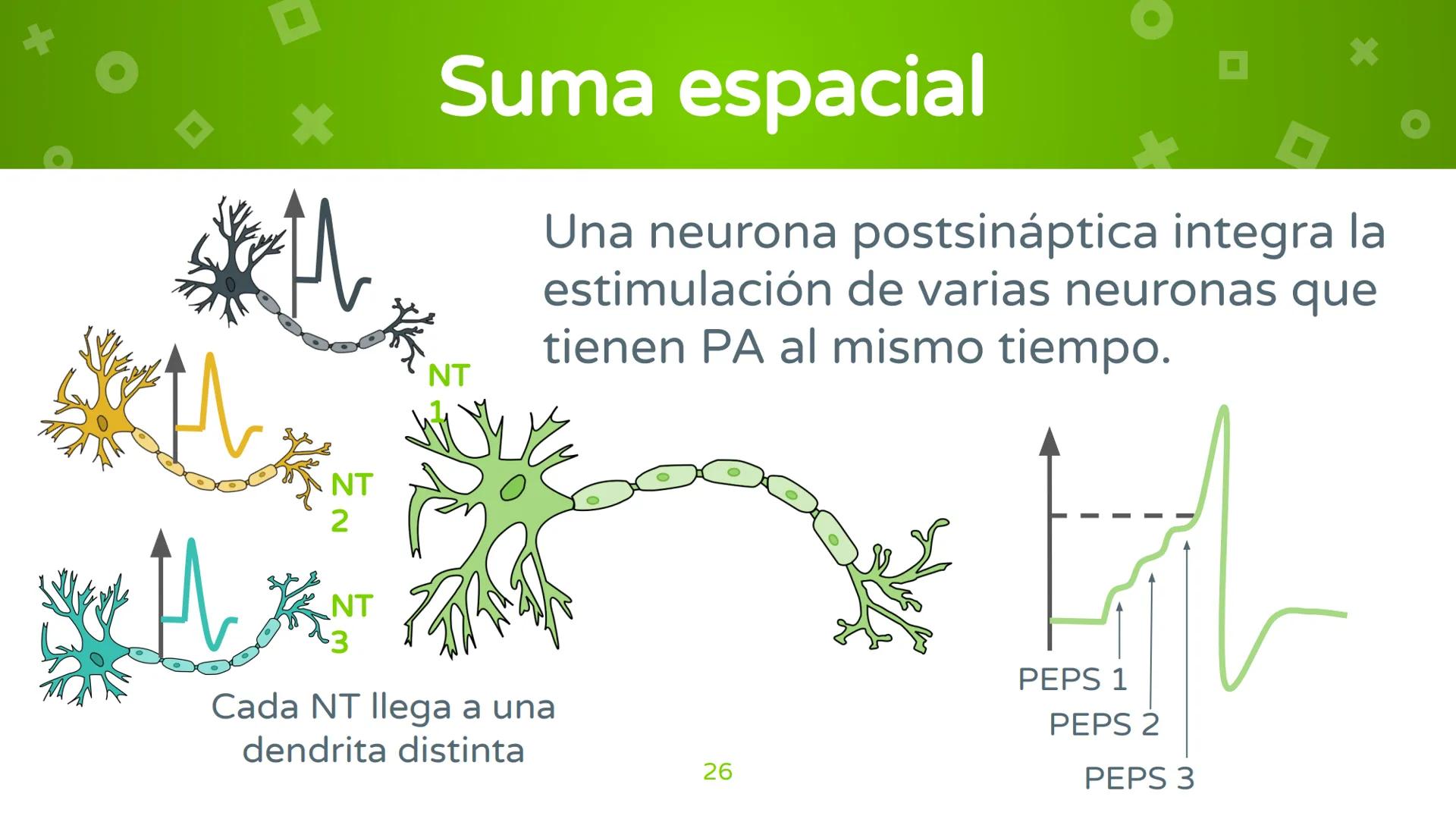 # 4. Sinapsis
Dra. Alejandra P. Díaz Loyo Esta presentación fue elaborada por AP Díaz Loyo y se
comparte exclusivamente para que los estudi