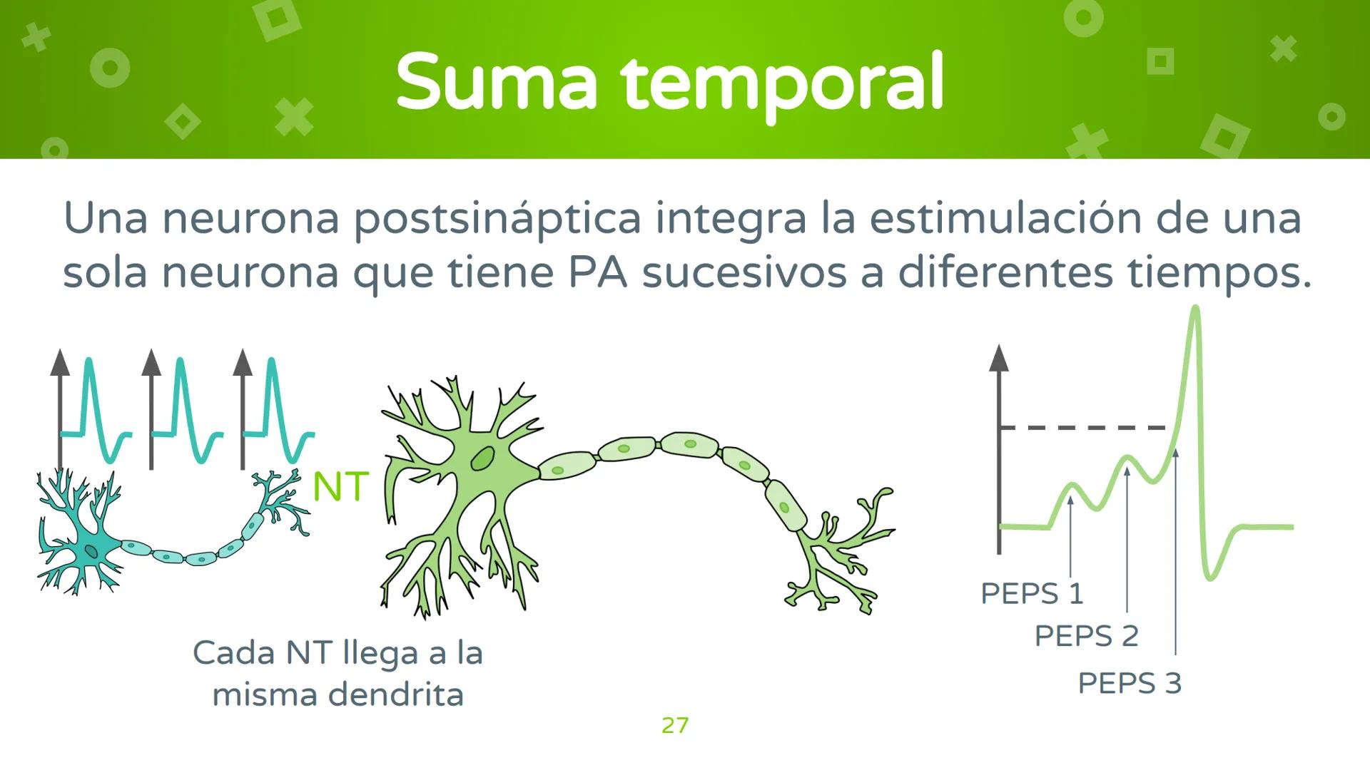 # 4. Sinapsis
Dra. Alejandra P. Díaz Loyo Esta presentación fue elaborada por AP Díaz Loyo y se
comparte exclusivamente para que los estudi