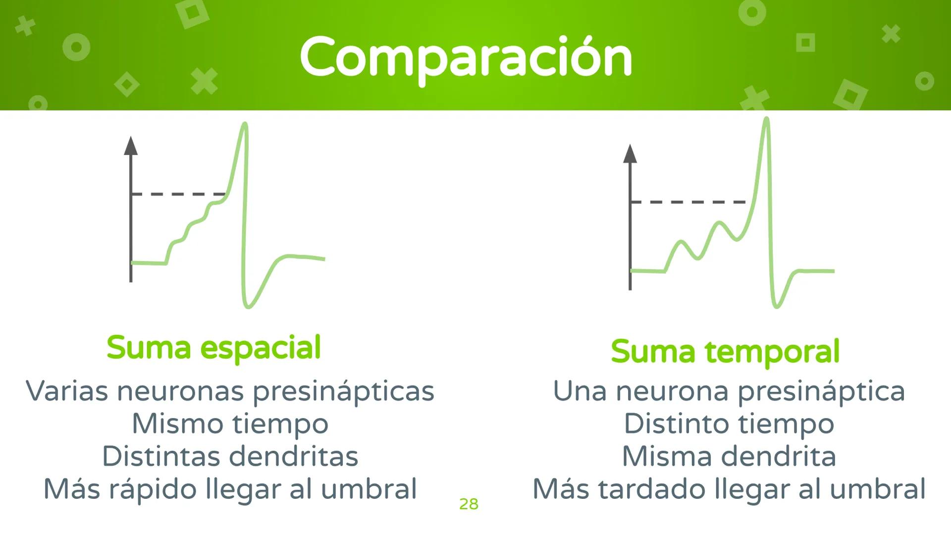 # 4. Sinapsis
Dra. Alejandra P. Díaz Loyo Esta presentación fue elaborada por AP Díaz Loyo y se
comparte exclusivamente para que los estudi