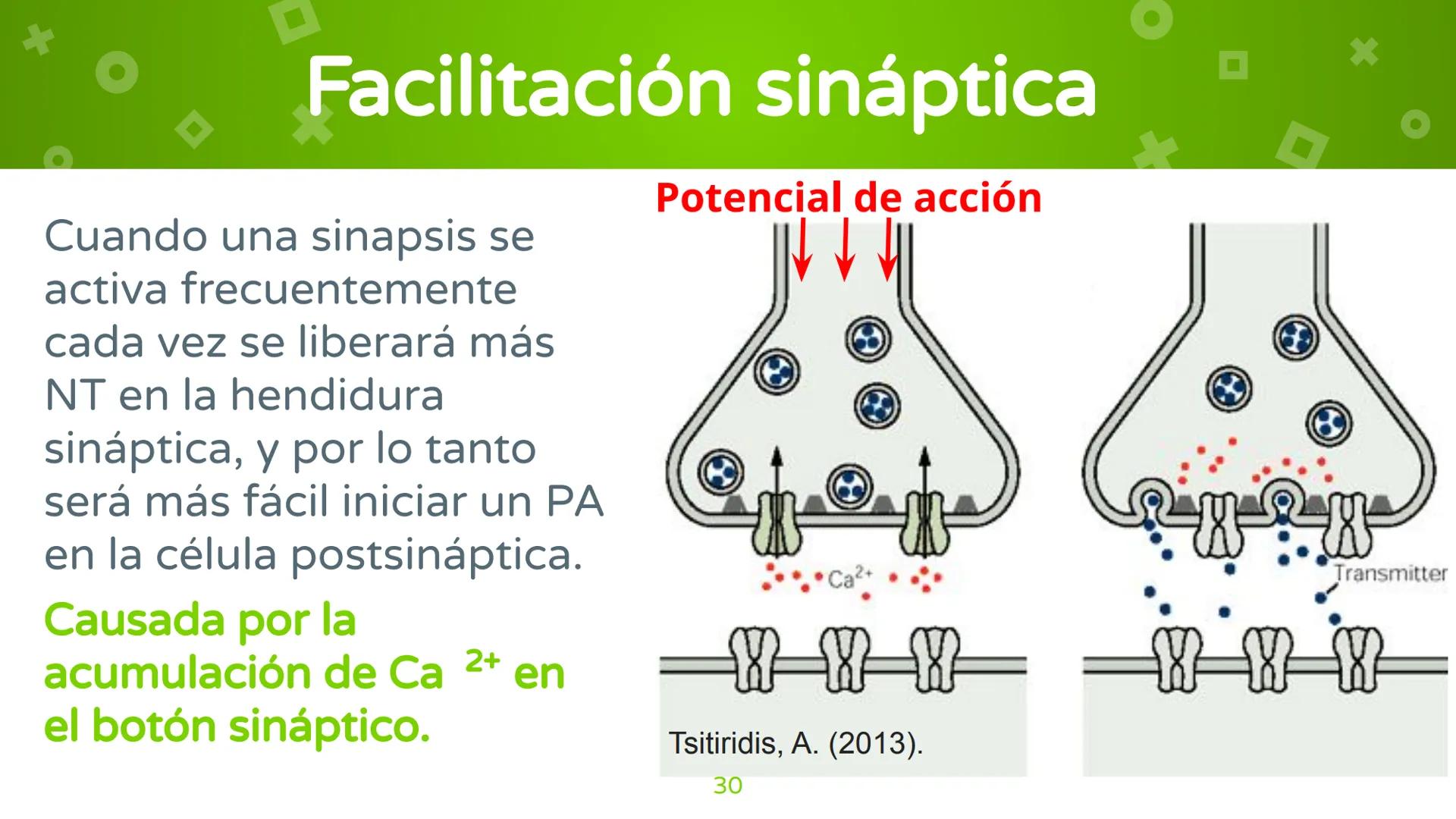 # 4. Sinapsis
Dra. Alejandra P. Díaz Loyo Esta presentación fue elaborada por AP Díaz Loyo y se
comparte exclusivamente para que los estudi