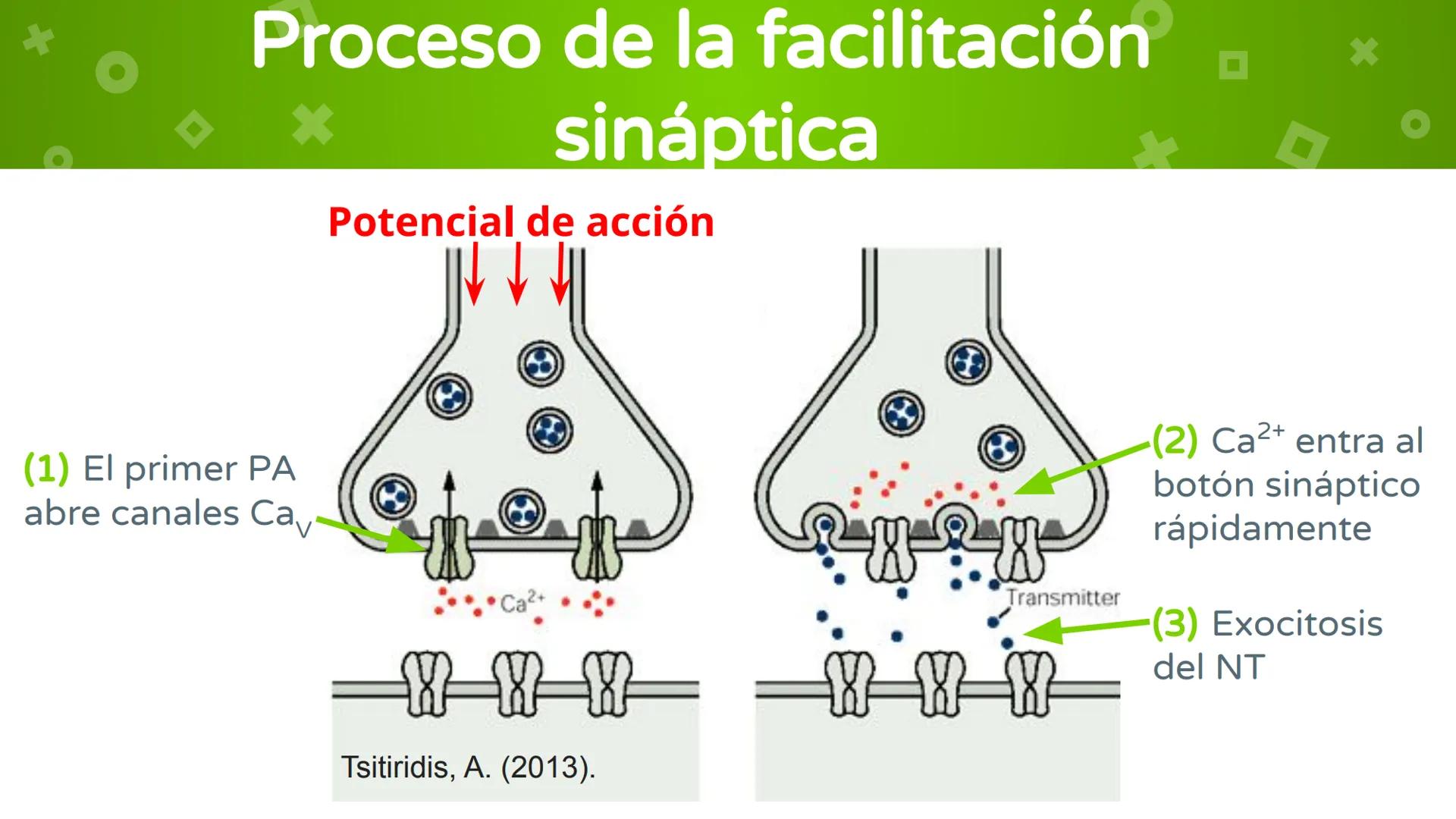 # 4. Sinapsis
Dra. Alejandra P. Díaz Loyo Esta presentación fue elaborada por AP Díaz Loyo y se
comparte exclusivamente para que los estudi