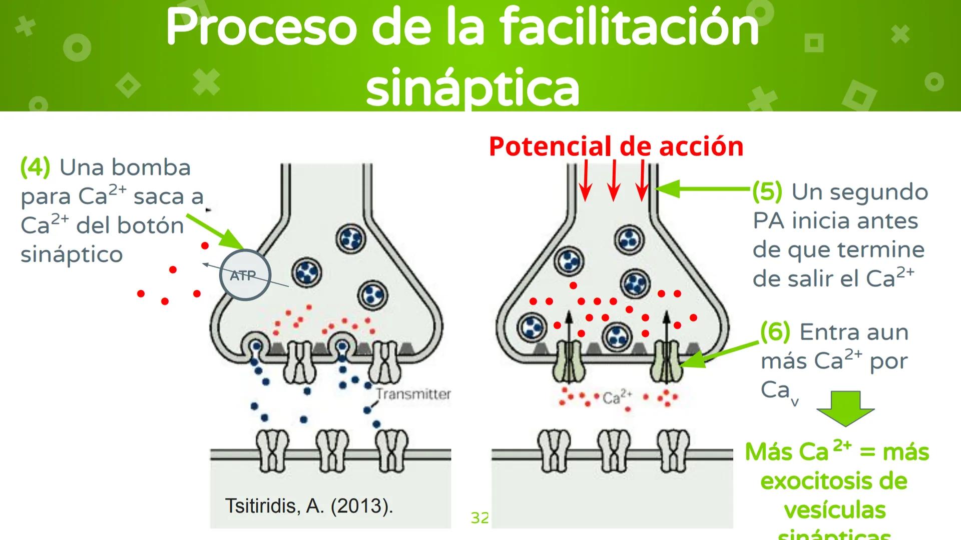 # 4. Sinapsis
Dra. Alejandra P. Díaz Loyo Esta presentación fue elaborada por AP Díaz Loyo y se
comparte exclusivamente para que los estudi