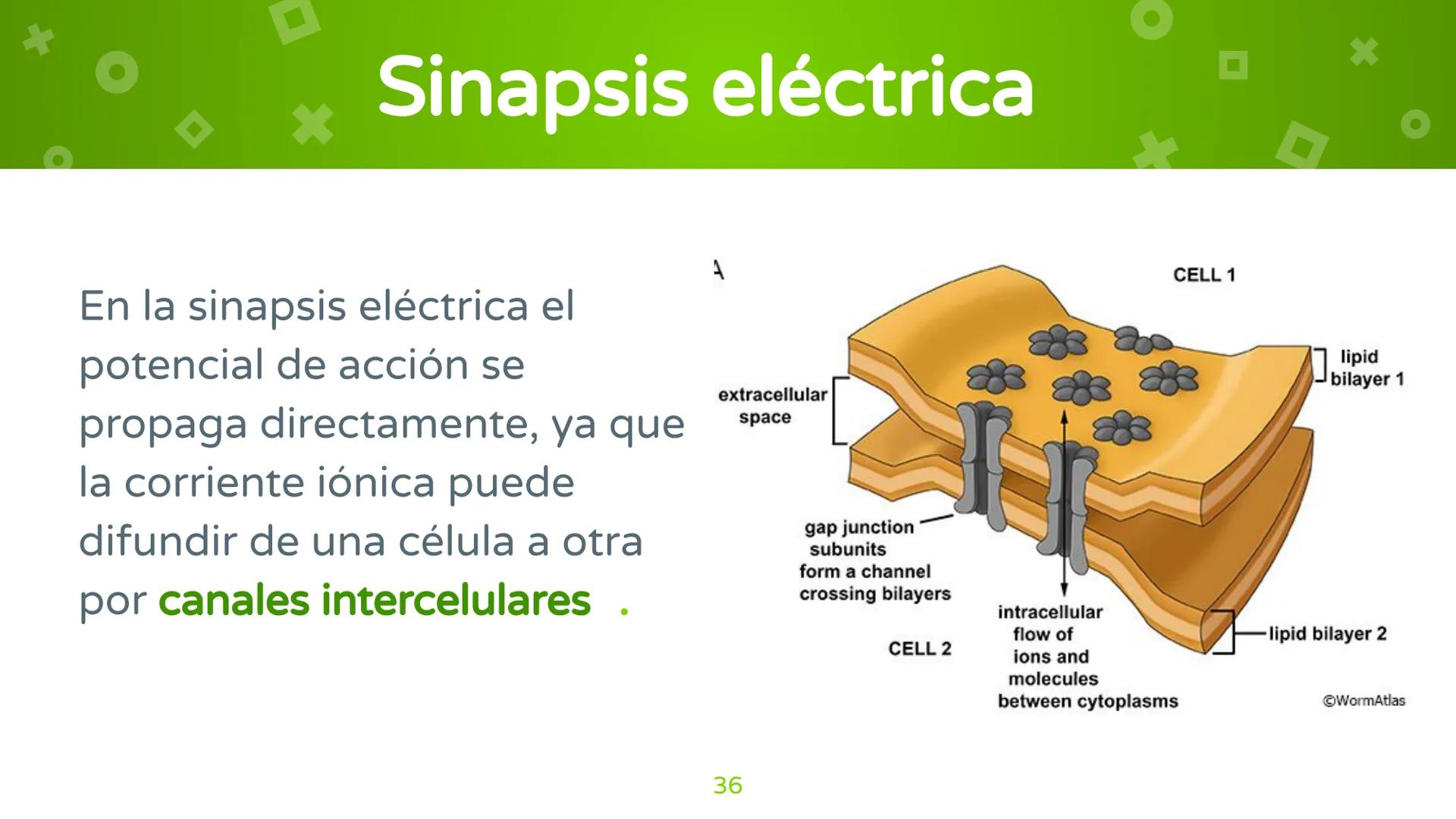 # 4. Sinapsis
Dra. Alejandra P. Díaz Loyo Esta presentación fue elaborada por AP Díaz Loyo y se
comparte exclusivamente para que los estudi