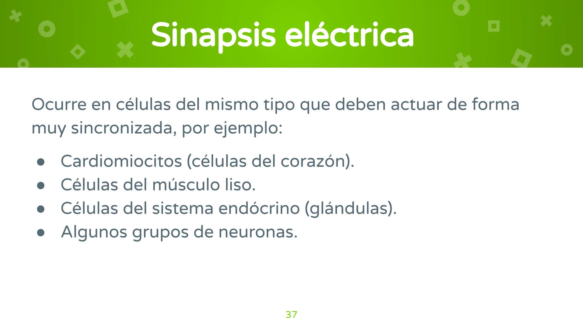 # 4. Sinapsis
Dra. Alejandra P. Díaz Loyo Esta presentación fue elaborada por AP Díaz Loyo y se
comparte exclusivamente para que los estudi