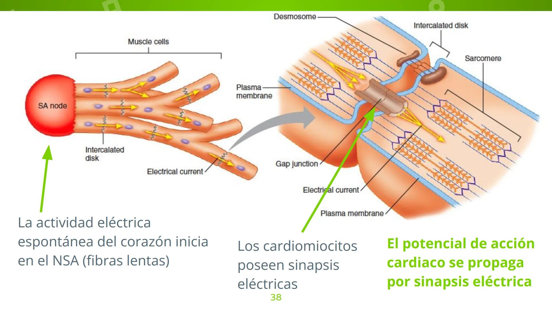 # 4. Sinapsis
Dra. Alejandra P. Díaz Loyo Esta presentación fue elaborada por AP Díaz Loyo y se
comparte exclusivamente para que los estudi