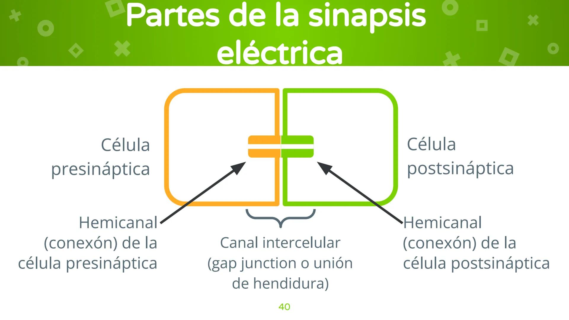 # 4. Sinapsis
Dra. Alejandra P. Díaz Loyo Esta presentación fue elaborada por AP Díaz Loyo y se
comparte exclusivamente para que los estudi