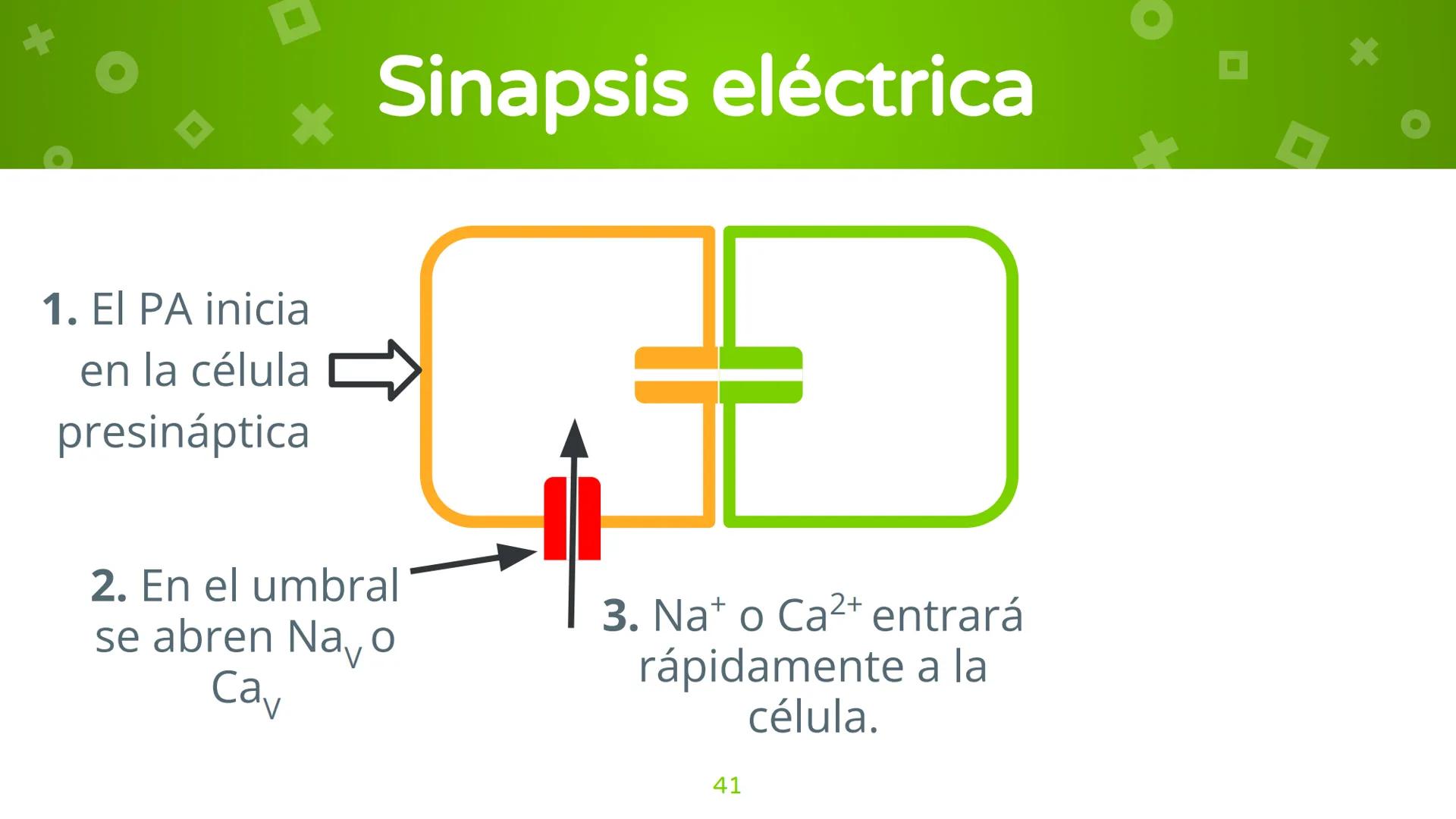 # 4. Sinapsis
Dra. Alejandra P. Díaz Loyo Esta presentación fue elaborada por AP Díaz Loyo y se
comparte exclusivamente para que los estudi