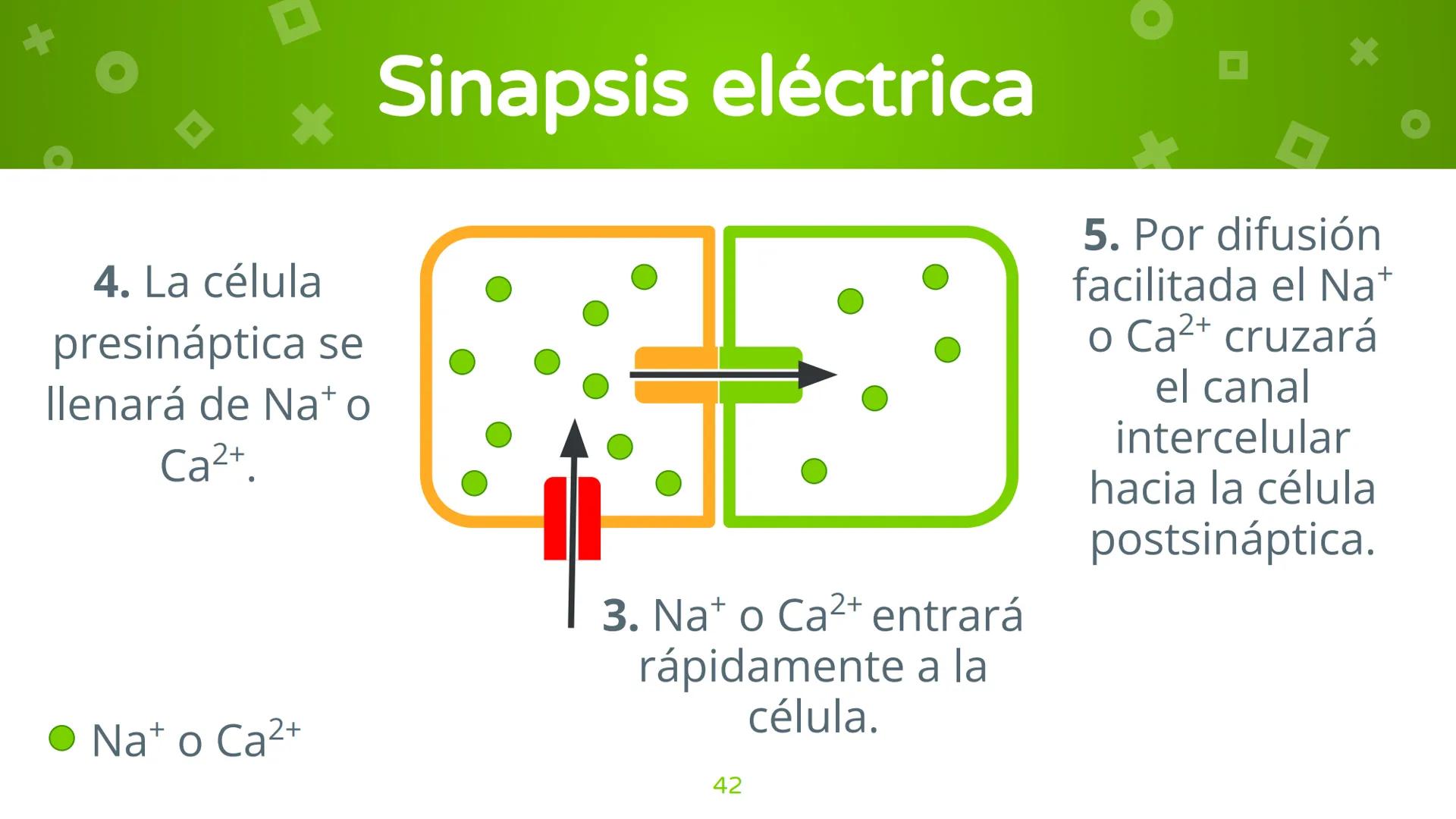 # 4. Sinapsis
Dra. Alejandra P. Díaz Loyo Esta presentación fue elaborada por AP Díaz Loyo y se
comparte exclusivamente para que los estudi