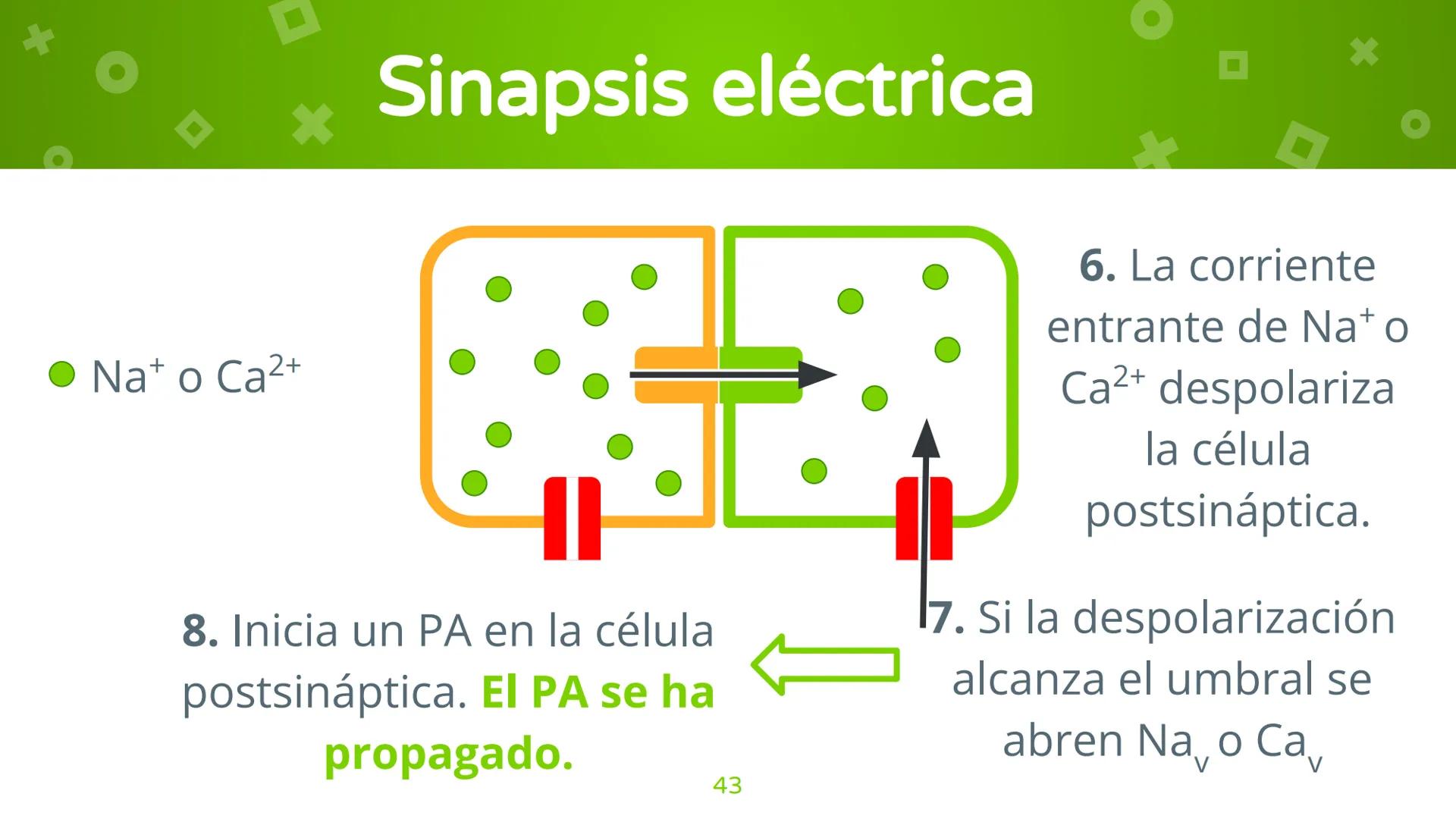 # 4. Sinapsis
Dra. Alejandra P. Díaz Loyo Esta presentación fue elaborada por AP Díaz Loyo y se
comparte exclusivamente para que los estudi