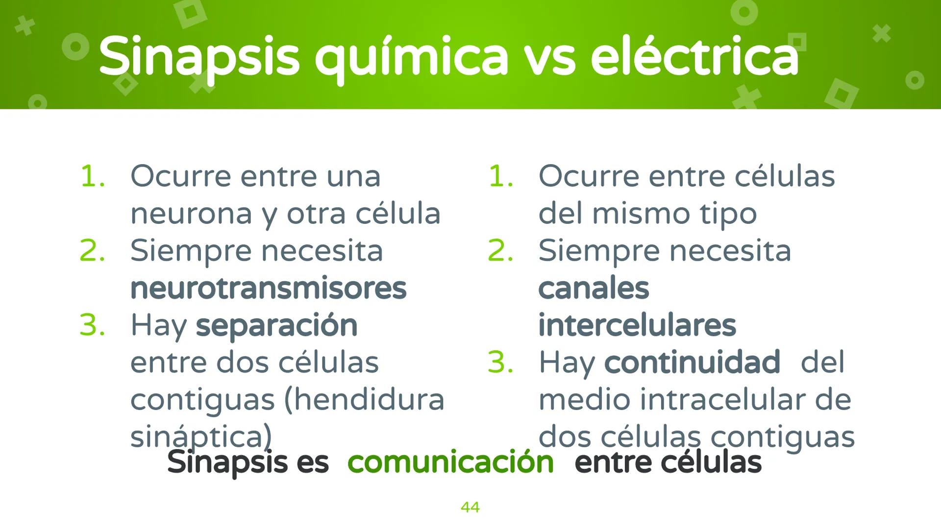 # 4. Sinapsis
Dra. Alejandra P. Díaz Loyo Esta presentación fue elaborada por AP Díaz Loyo y se
comparte exclusivamente para que los estudi